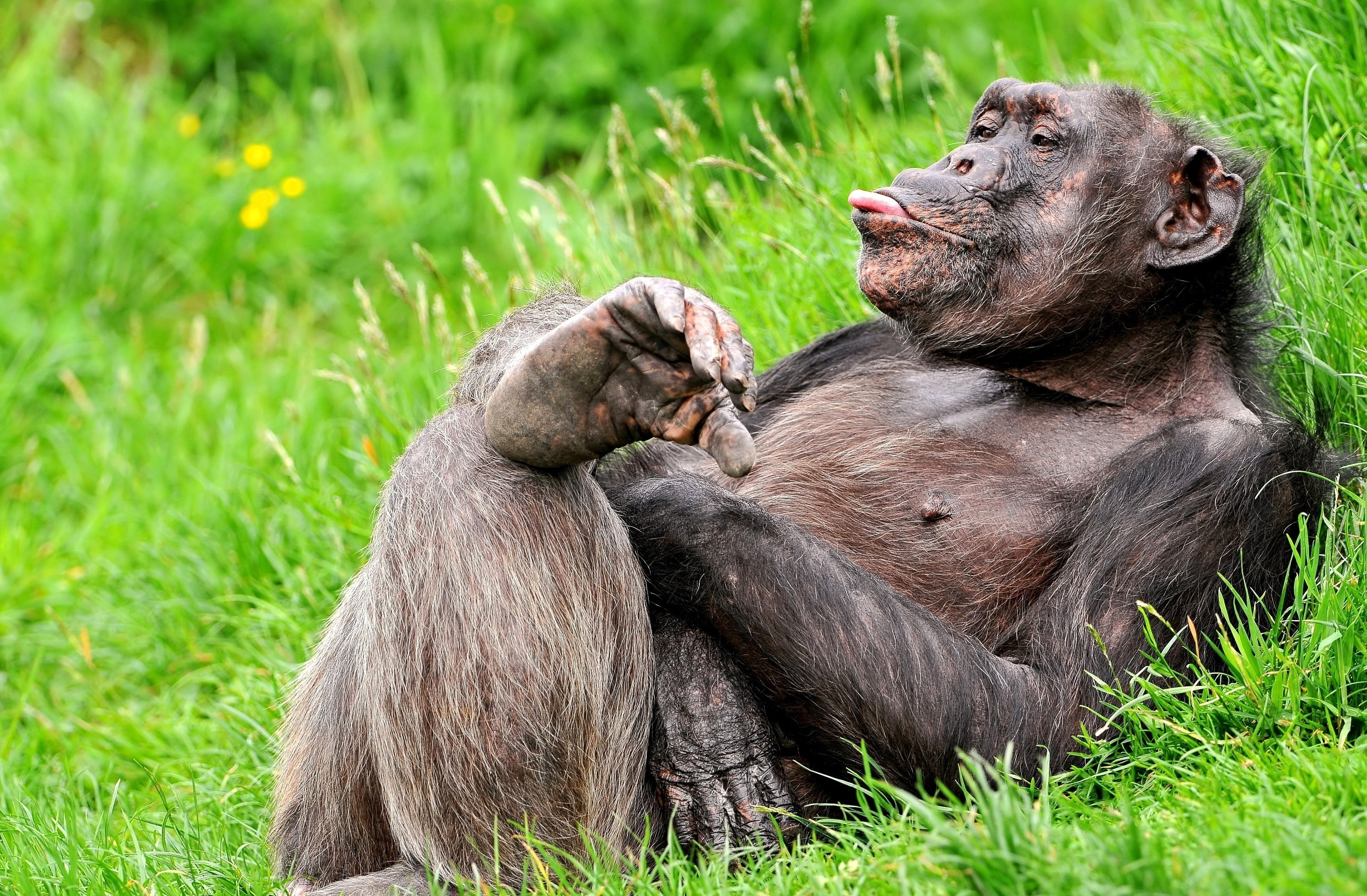 3200x2100 Lying Chimpanzee sticking tongue out HD wallpaper, Desktop