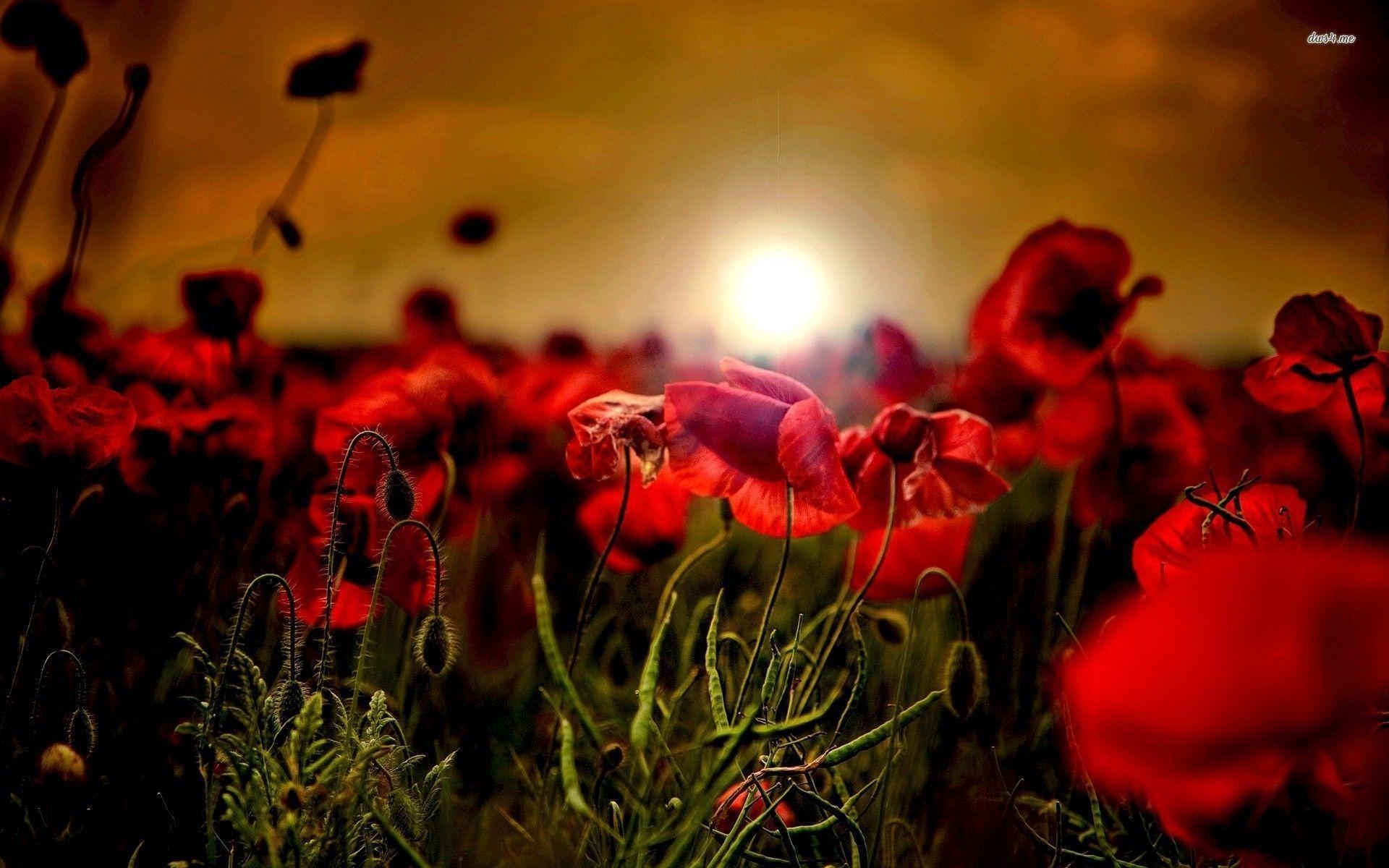 1920x1200 Poppy HD Wallpaper, Desktop