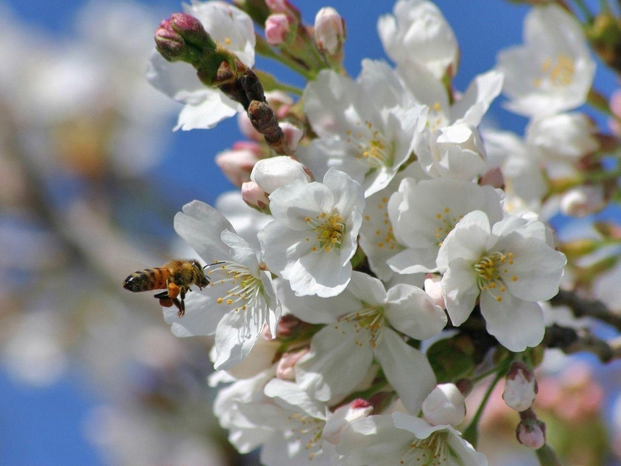 1280x960 Springtime Blossoms desktop PC and Mac wallpaper, Desktop