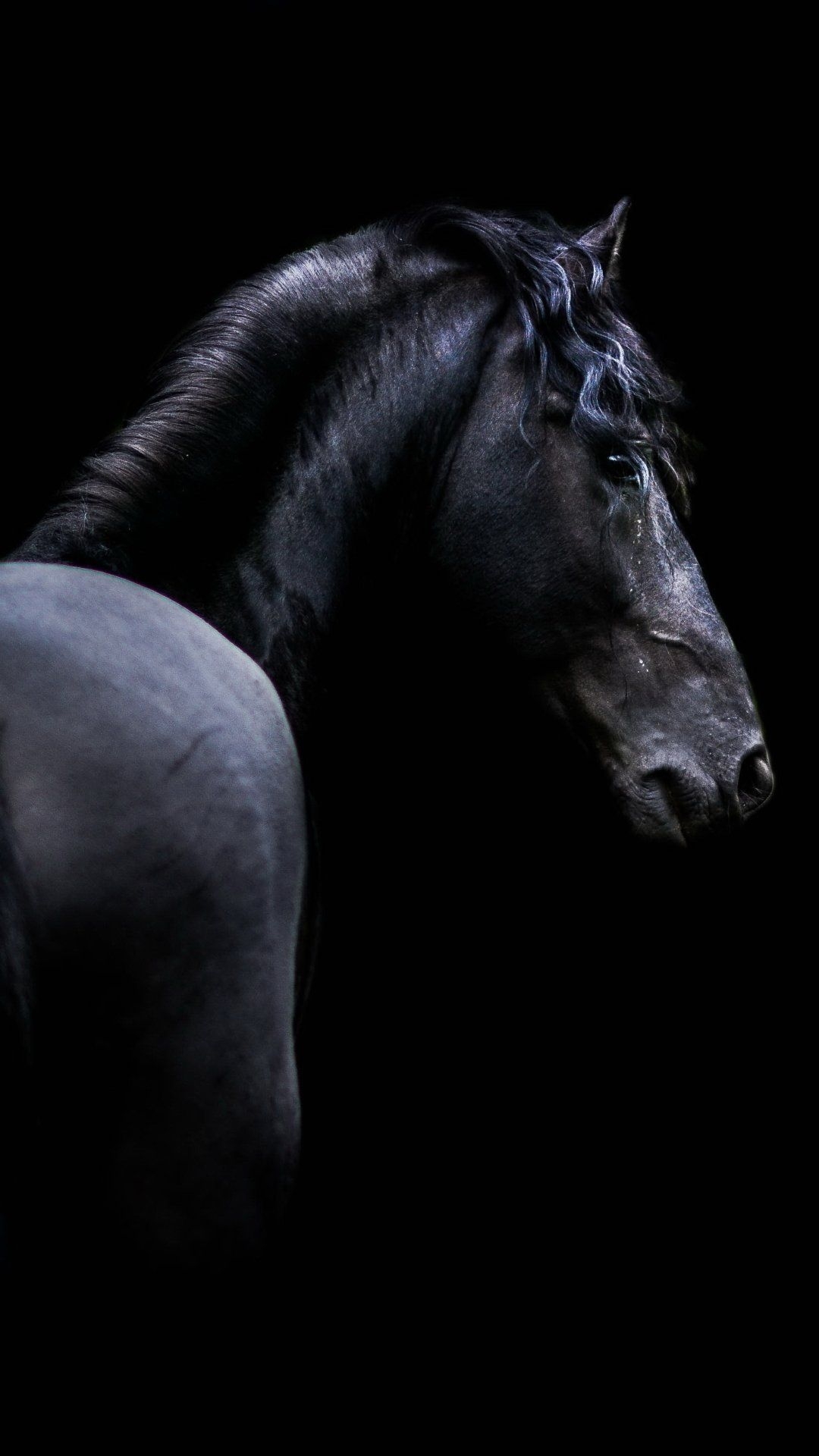 1080x1920 Black Wallpaper Horse Picture, Phone