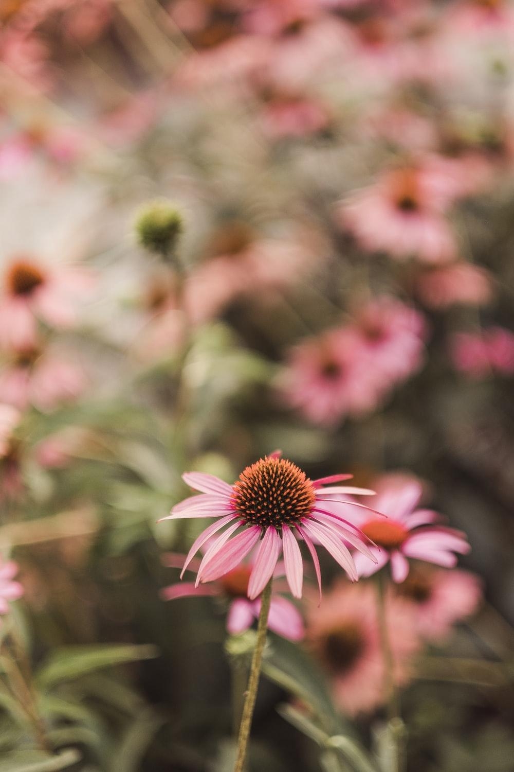 1000x1500 Wildflowers best free wildflower, flower, plant and field, Phone