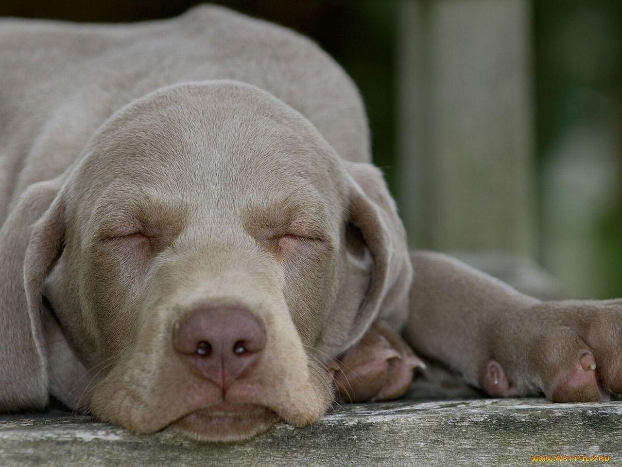 1280x960 Weimaraner Wallpaper 12, Desktop