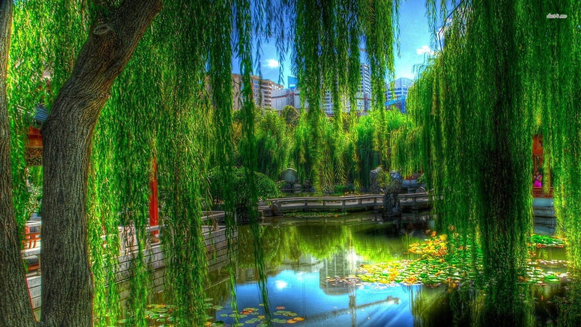 1920x1080 Willow Tree Wallpaper, Desktop