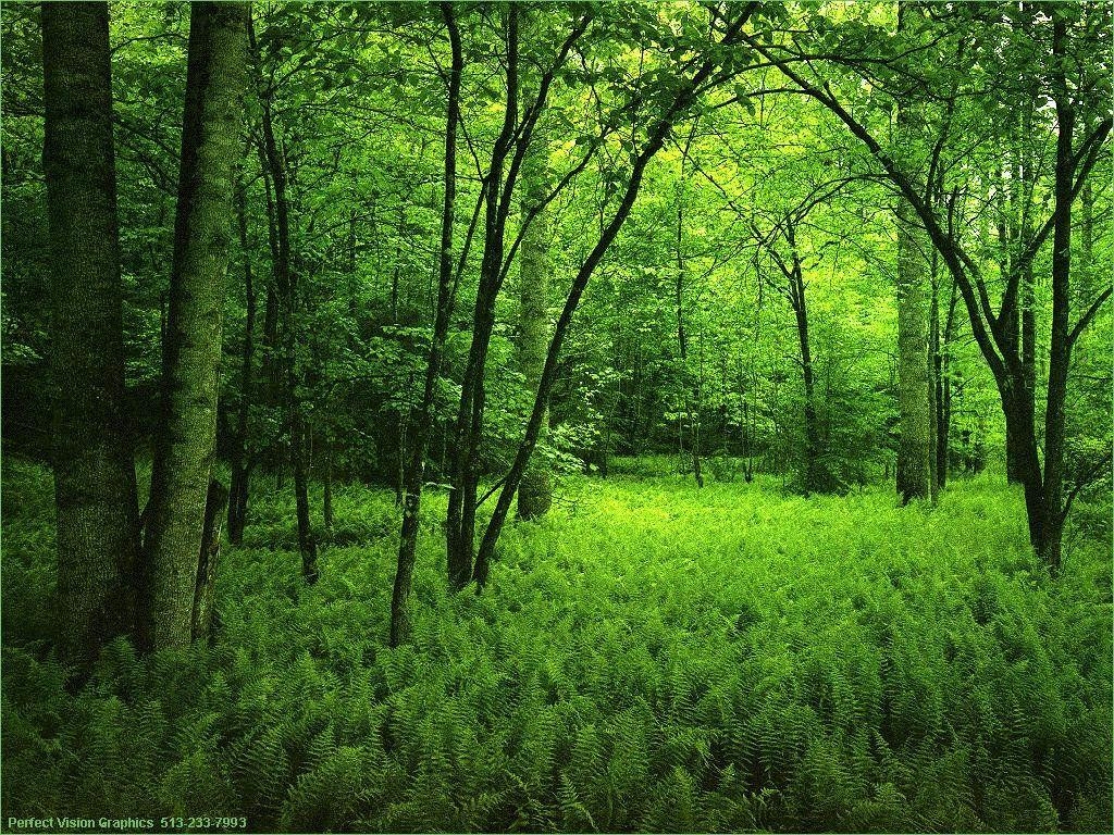 1030x770 International Day of Forests, 21 March. The Chamber of Commerce, Desktop