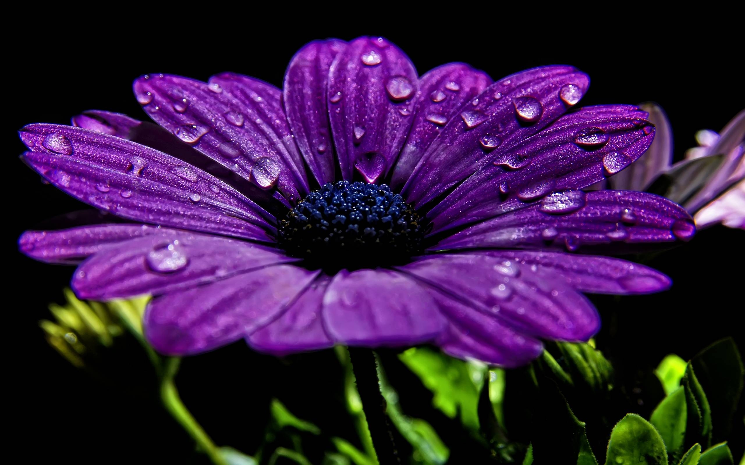 2560x1600 Beautiful Purple Flower With Dew Drops Wallpaper 2014 2015, Desktop