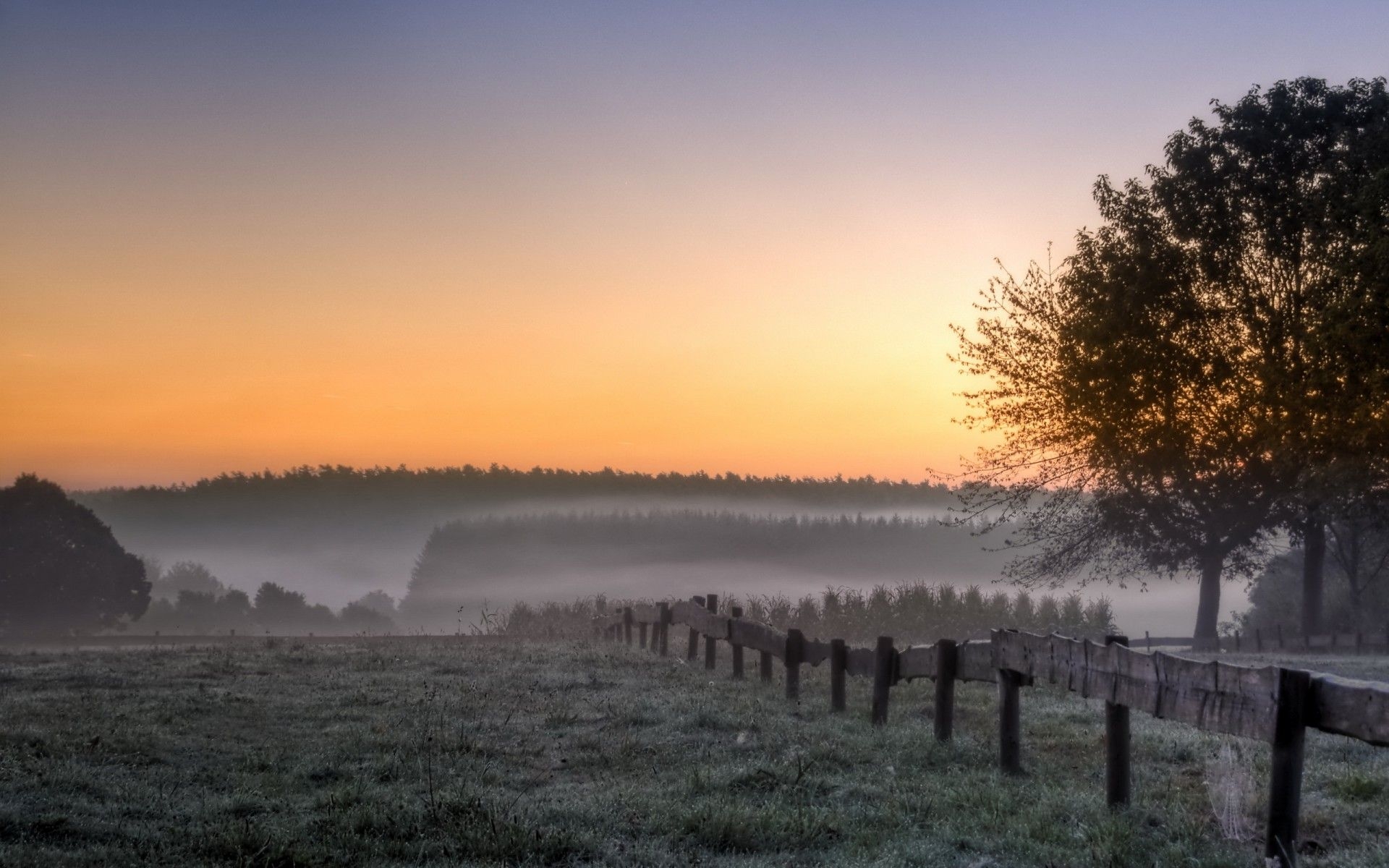 1920x1200 morning, Field, Trees, Fog, Landscape, Sunrise Wallpaper HD / Desktop and Mobile Background, Desktop