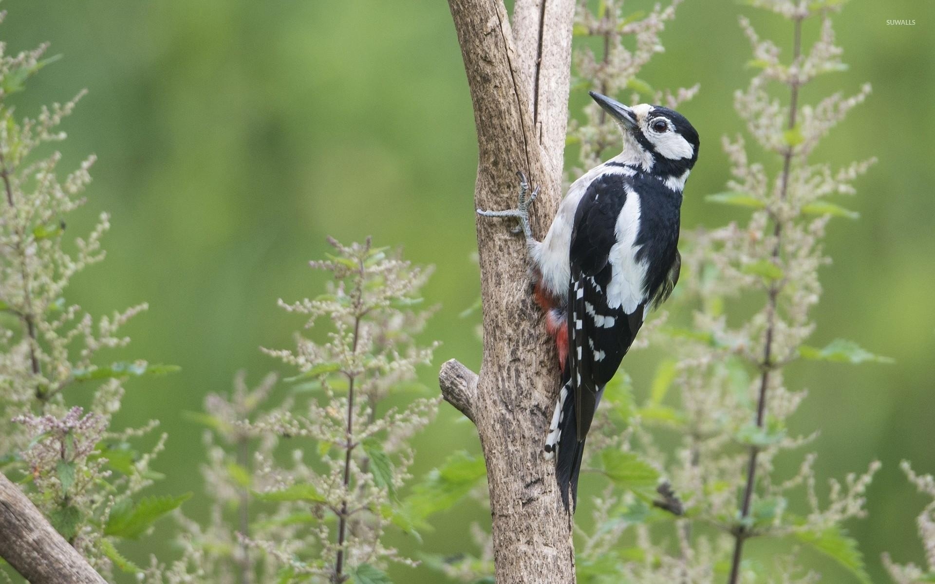 1920x1200 Woodpecker Wallpaper, Desktop