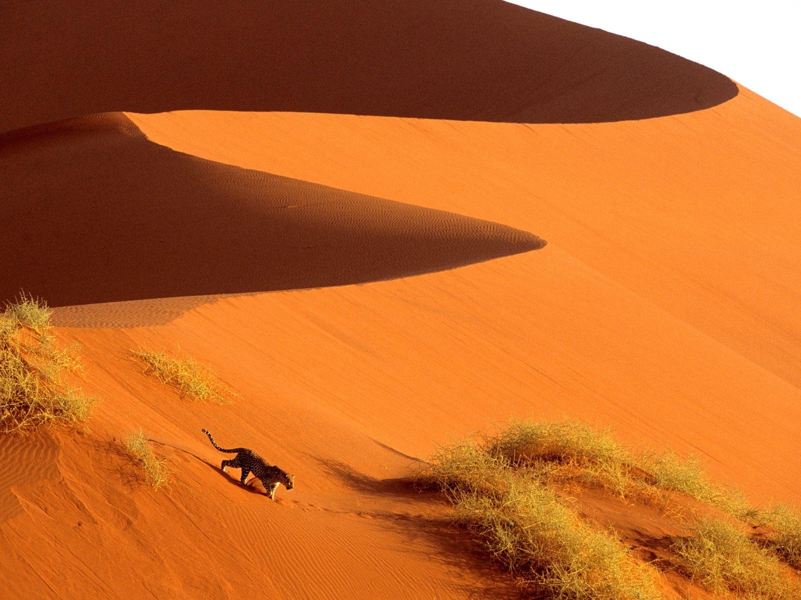 1600x1200 Crossing the Sand Dunes of Sossusvlei Park / Namibia / Africa, Desktop