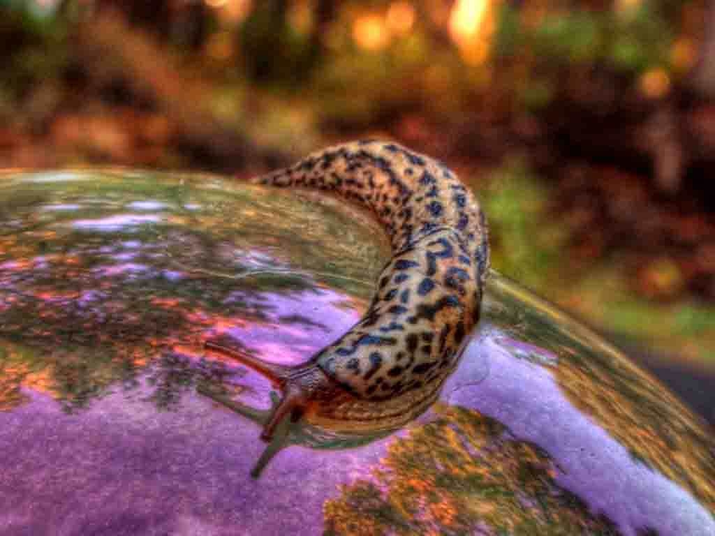 1030x770 Slug Wallpaper and Background, Desktop