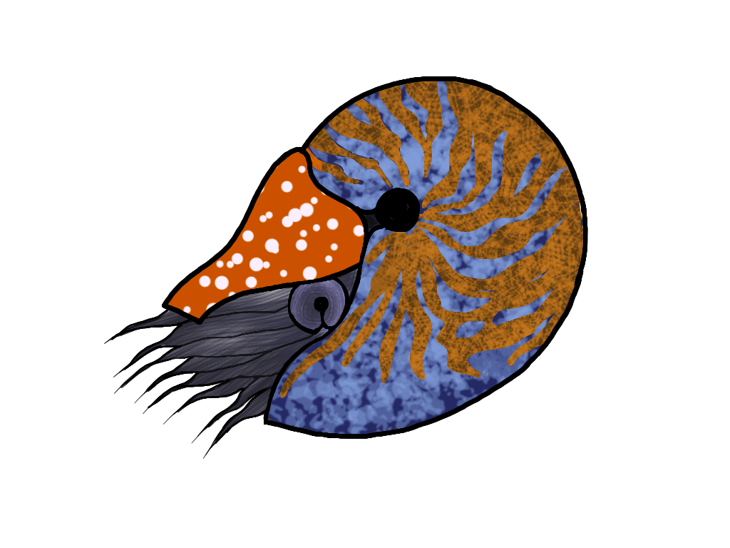 1030x770 Nautilus Png & Free Nautilus.png Transparent Image, Desktop