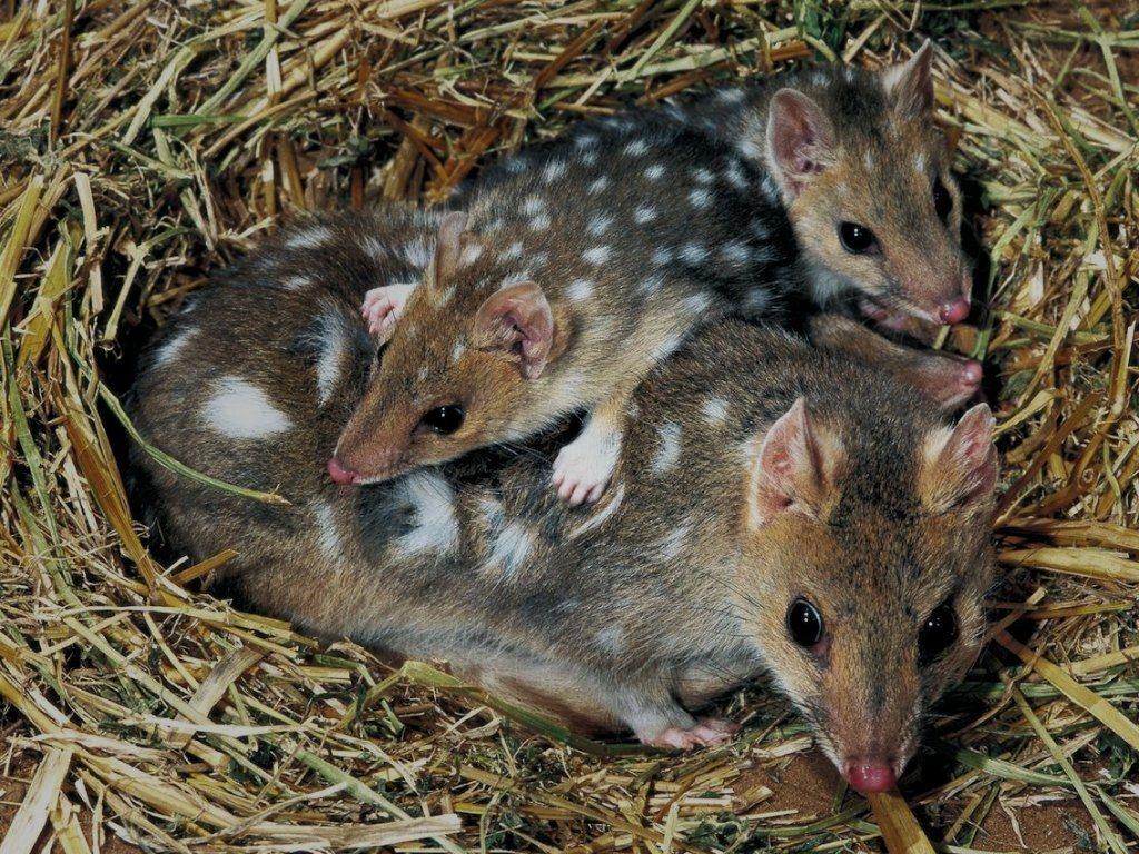 1030x770 MOM AND BABY MONITO DEL MONTE Colocolo colocolo opossum, Desktop