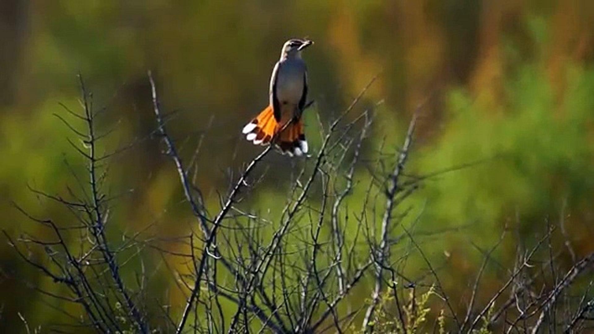 1920x1080 Соловей тугайный. Rufous Bush Robin. Cercotrichas galactotes, Desktop