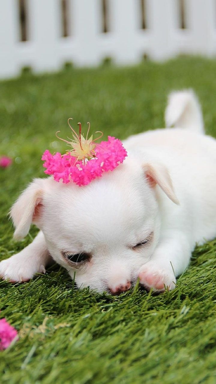 720x1280 Cute Puppy Wallpaper:Amazon.com:Appstore for Android, Phone