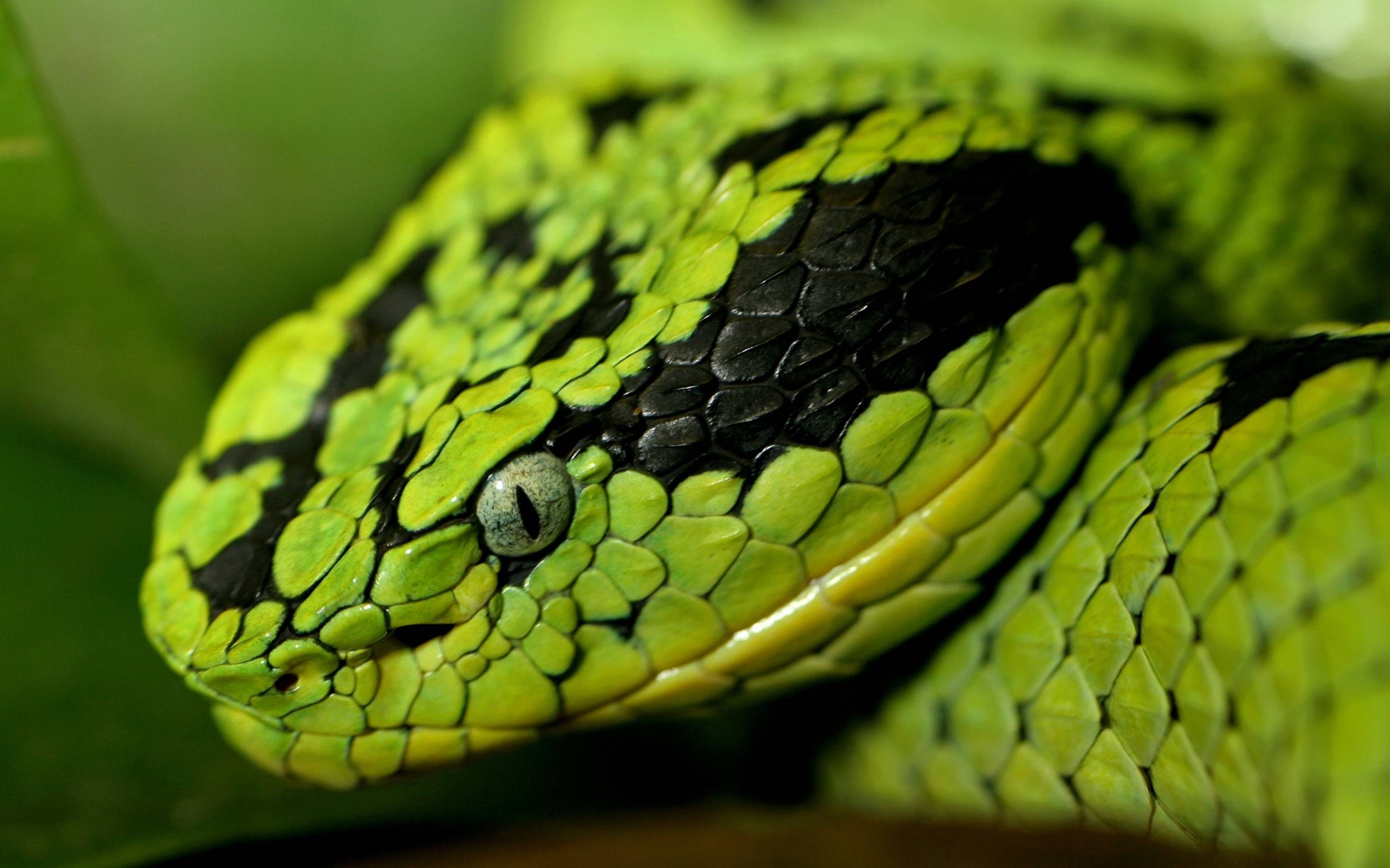 2500x1570 HD Snake Wallpaper, Desktop