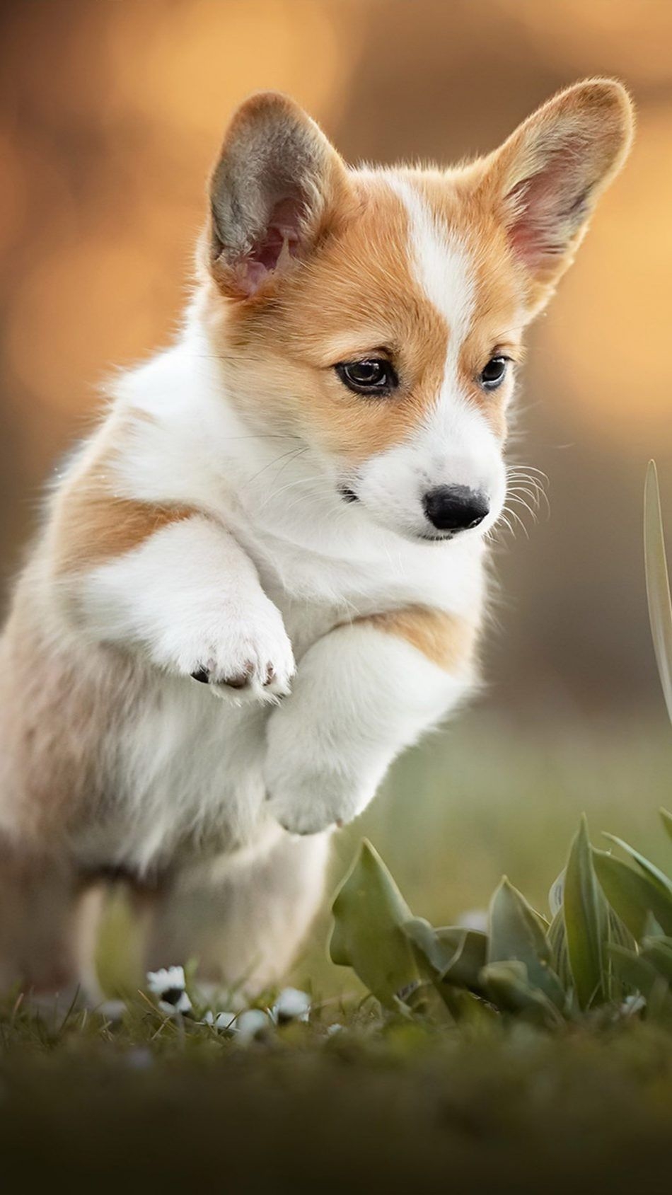 950x1690 Corgi Puppy Pet Dog 4K Ultra HD Mobile Wallpaper. Cute puppy wallpaper, Corgi puppy, Cute dog wallpaper, Phone