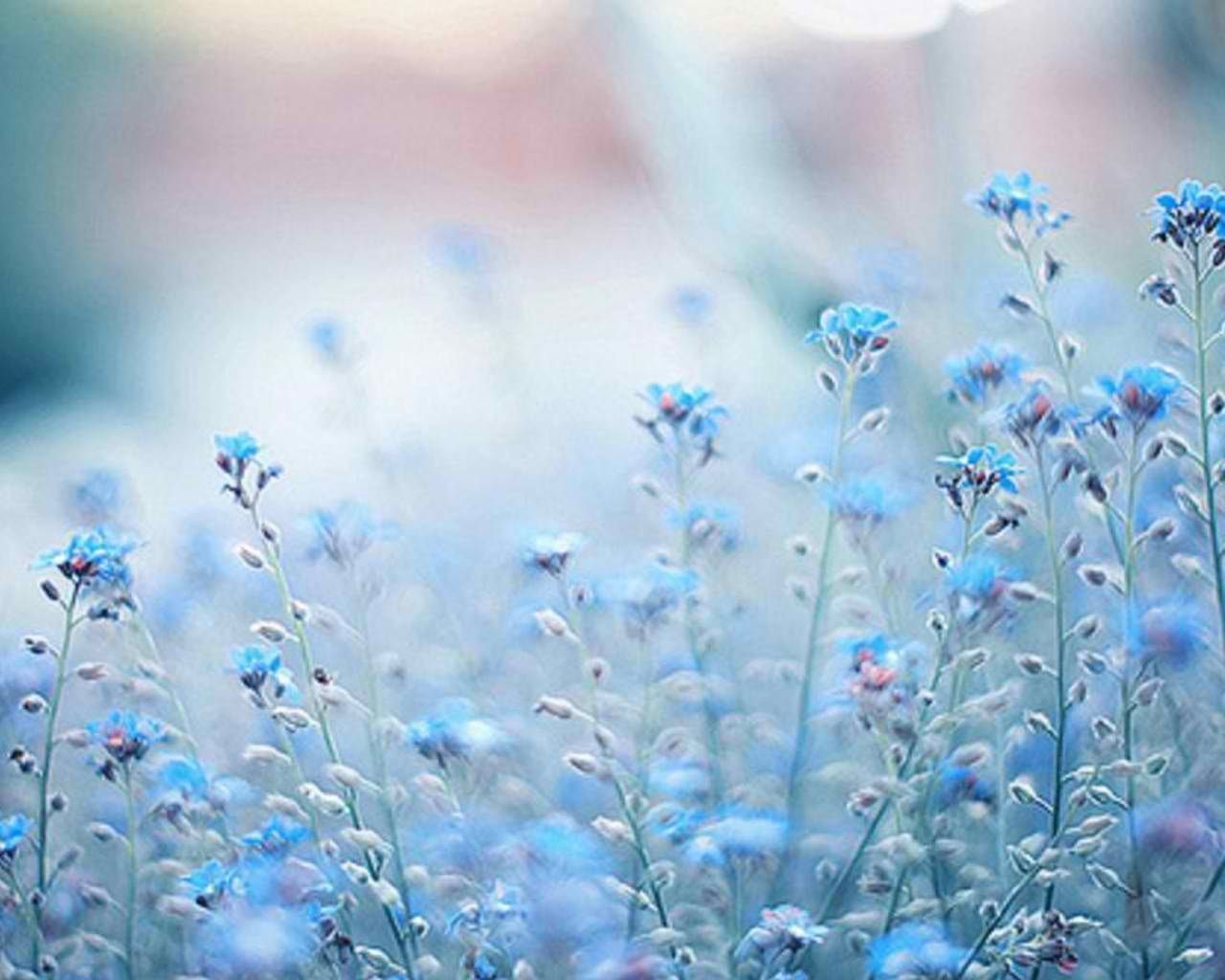 1280x1030 Blue Flower Wallpaper Free Blue Flower Background, Desktop