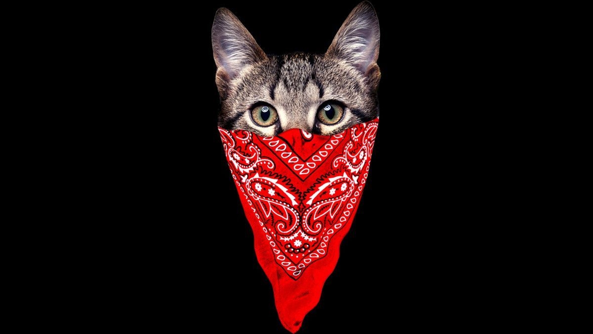 1200x680 Gangster Cat Men's Perfect Tee By clingcling By Humans. Cat stickers, Art prints, Cats, Desktop