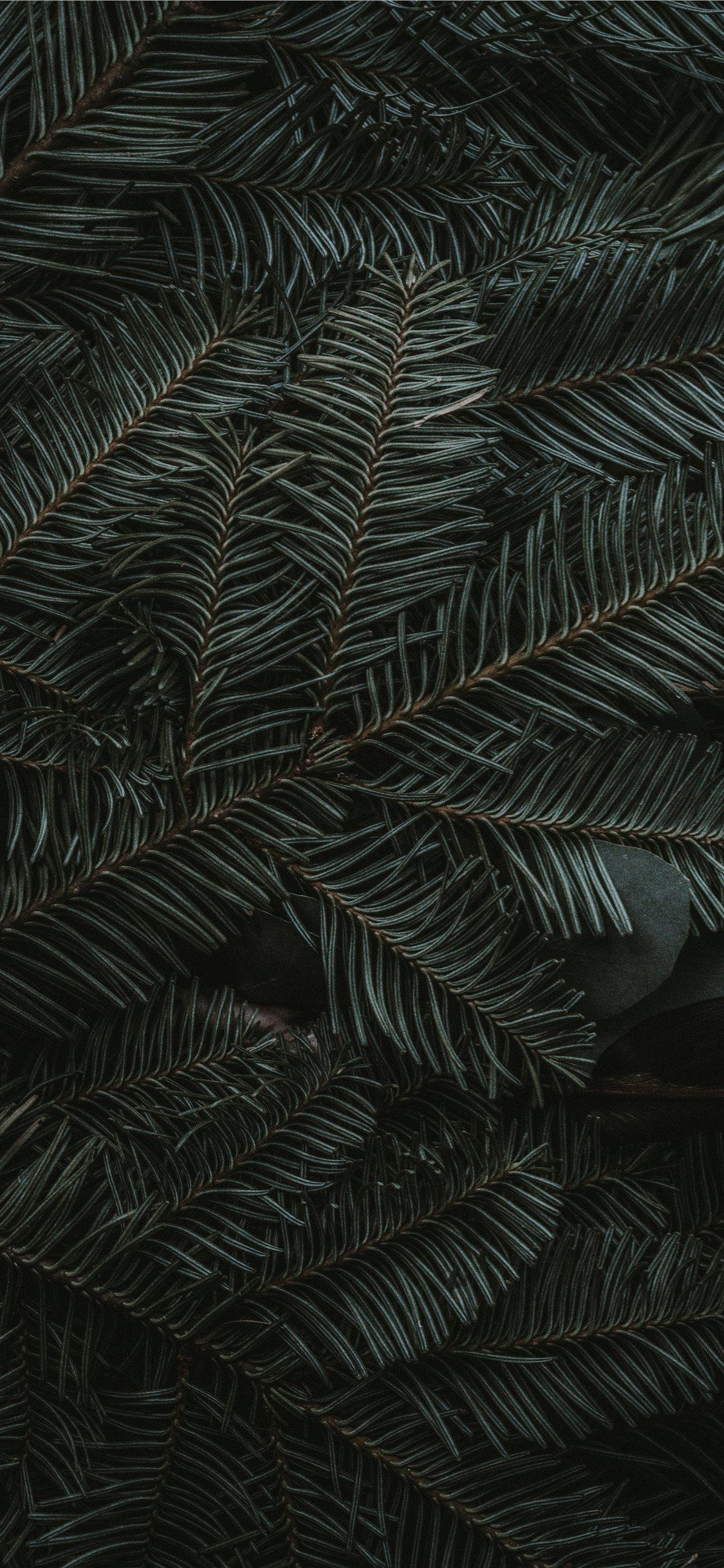 1130x2440 green pine tree leaves iPhone 11 Wallpaper Free Download, Phone