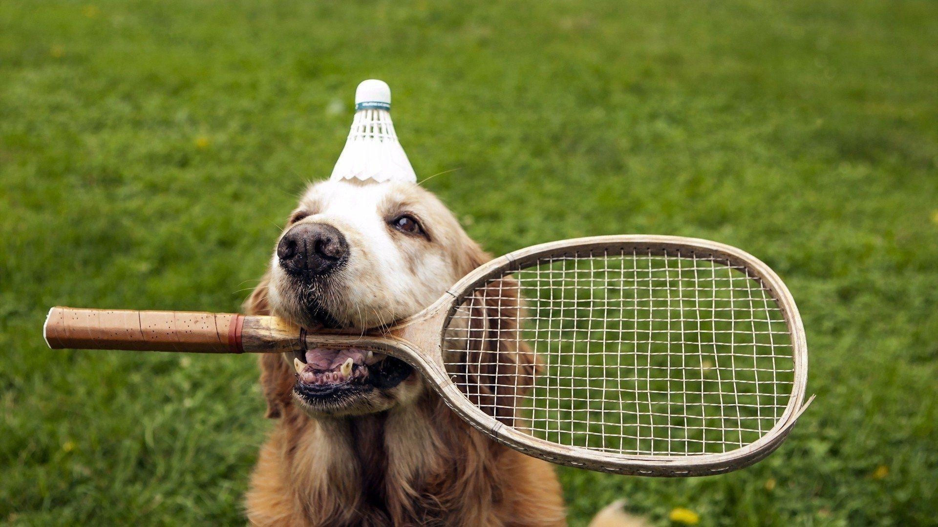 1920x1080 Badminton Dog Wallpaper, Desktop