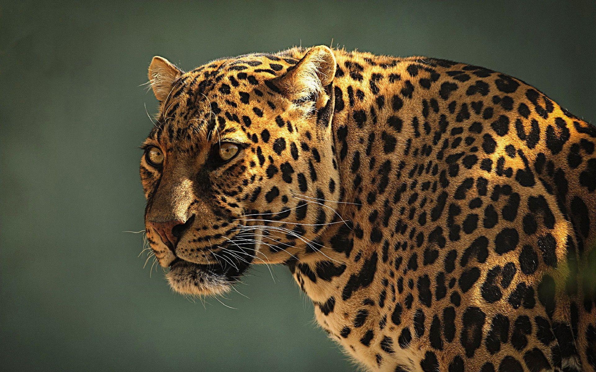 1920x1200 Download wallpaper leopard, wildcat, predator, snout free desktop, Desktop