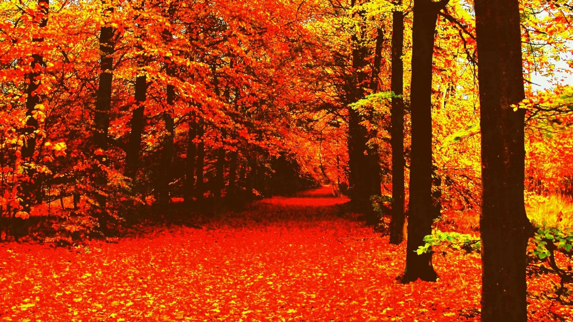 1920x1080 Fall Wallpaper Tumblr Wallpaper High Definition Autumn Aesthetic, Desktop