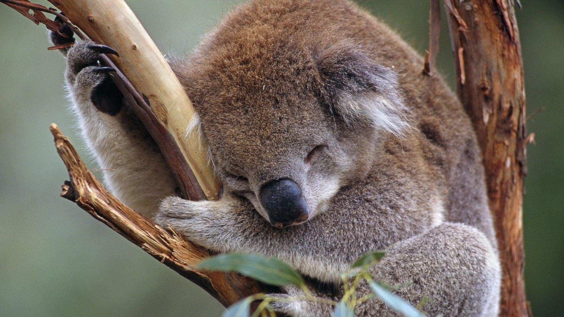 1920x1080 Baby Koala Wallpaper, Desktop