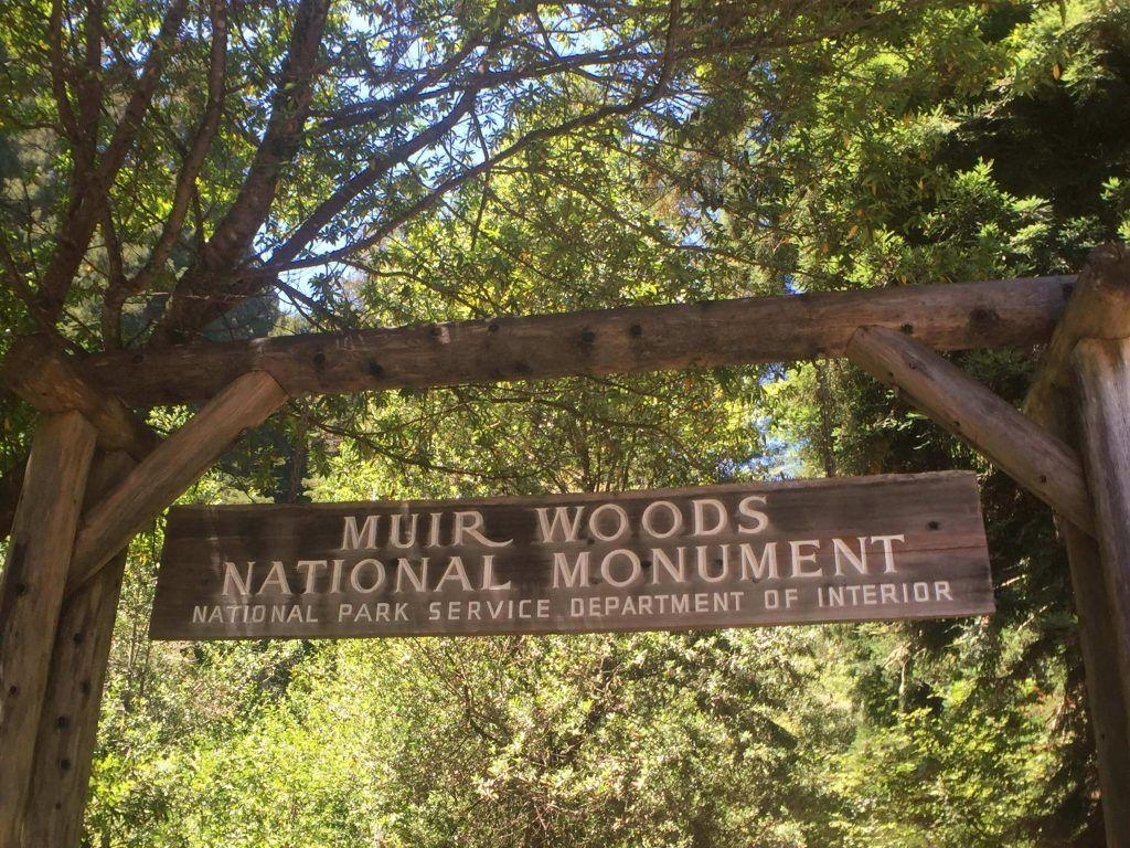 1030x770 Visiting the tallest living things: Muir woods with kids, Desktop