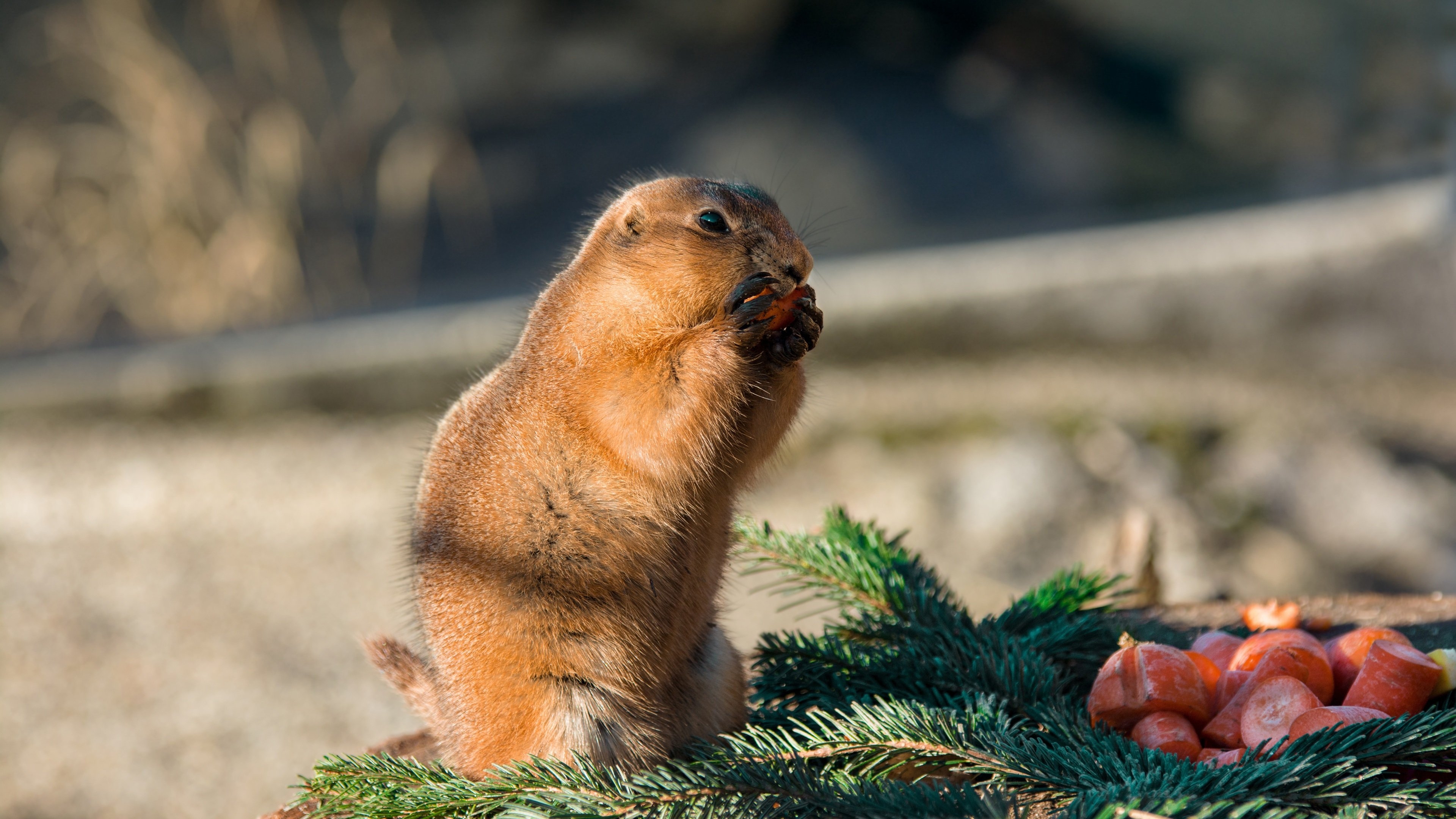 3840x2160 Wallpaper Cute gopher eat carrots  UHD 4K Picture, Desktop