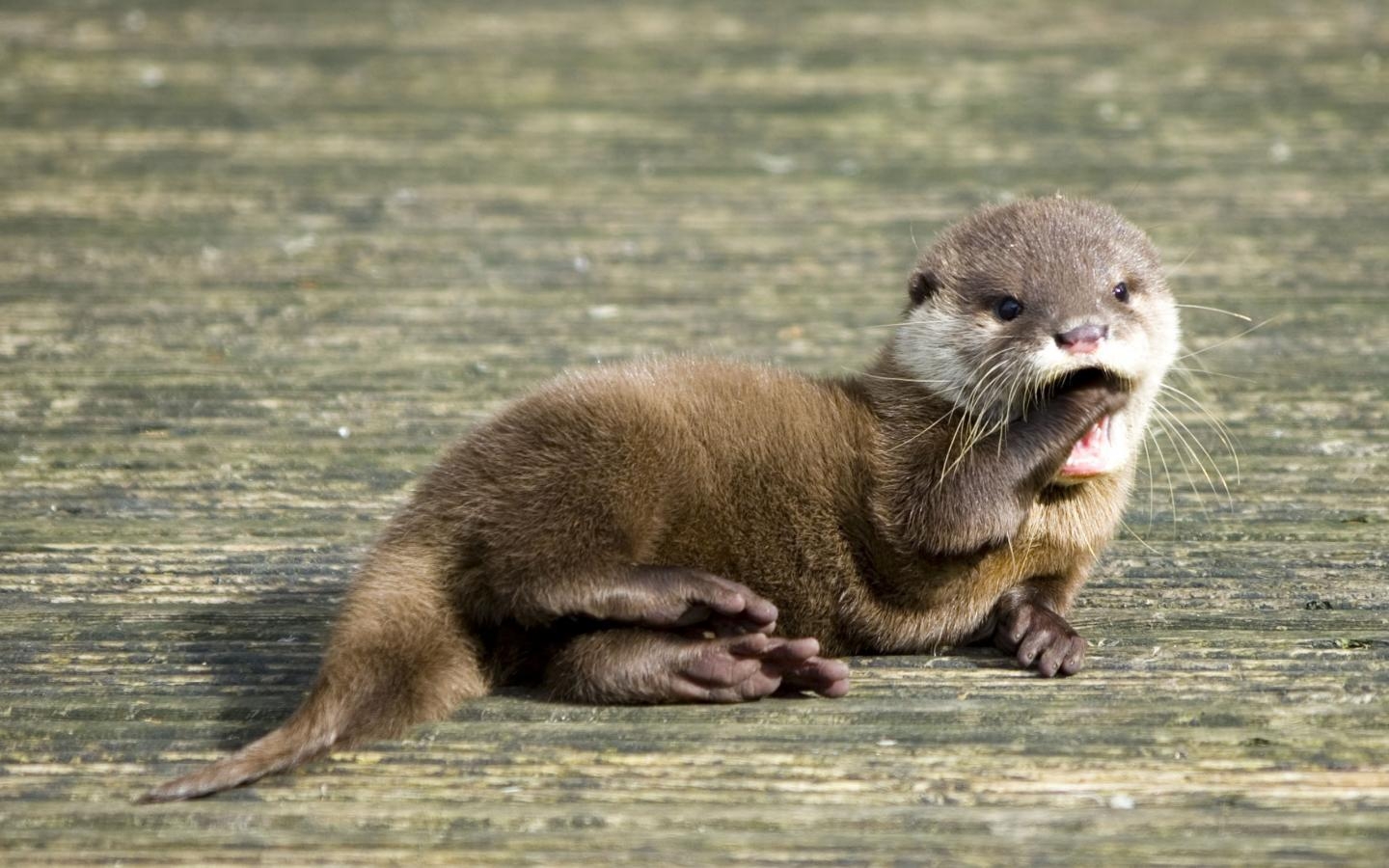 1440x900 Baby Otter Wallpaper, Desktop