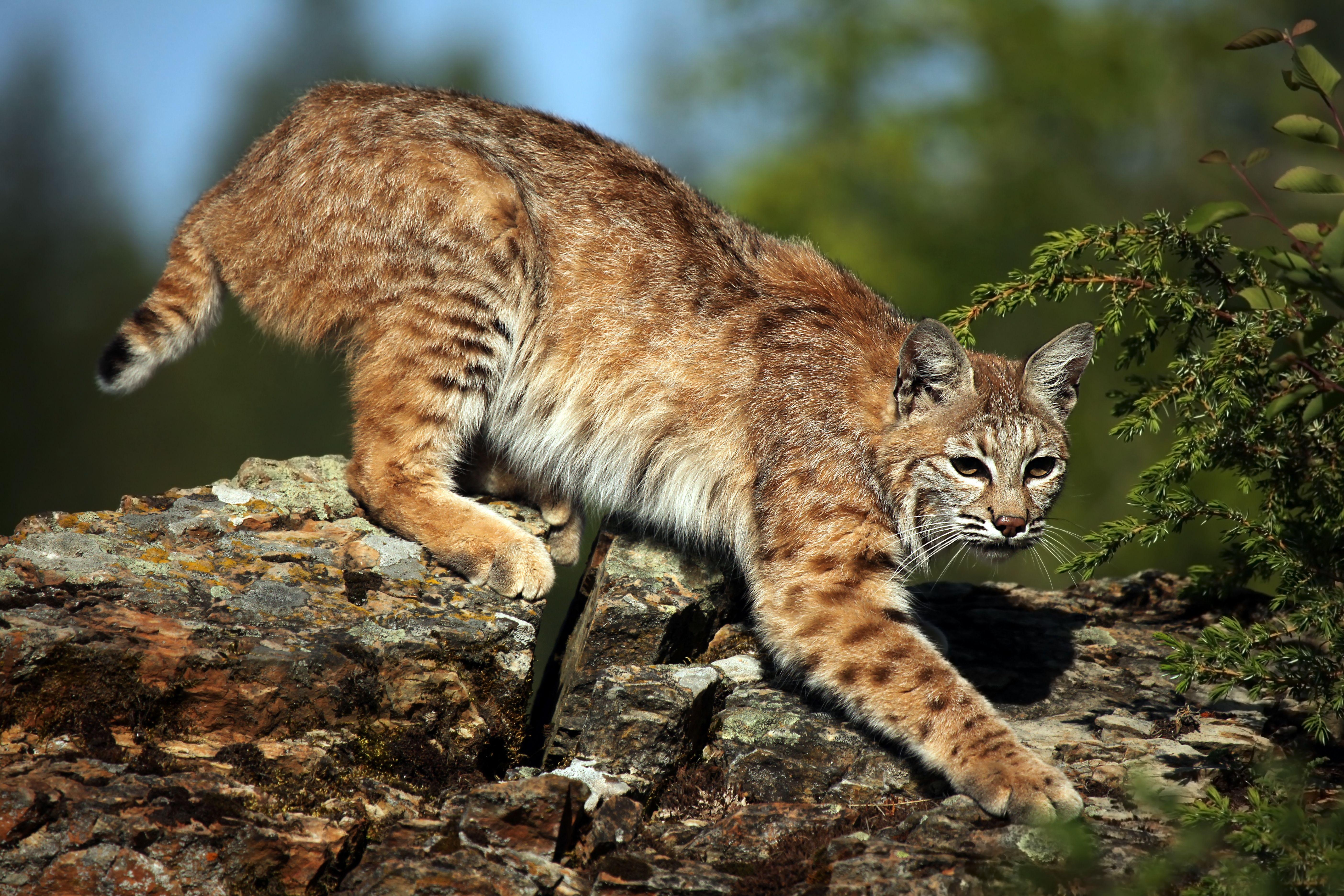 5620x3750 Bobcat Image (94), Desktop