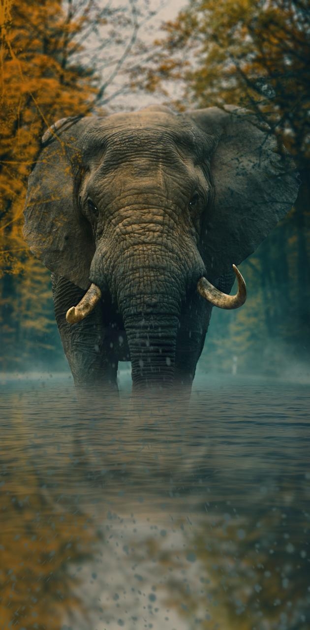 630x1280 Elephant wallpaper, Phone