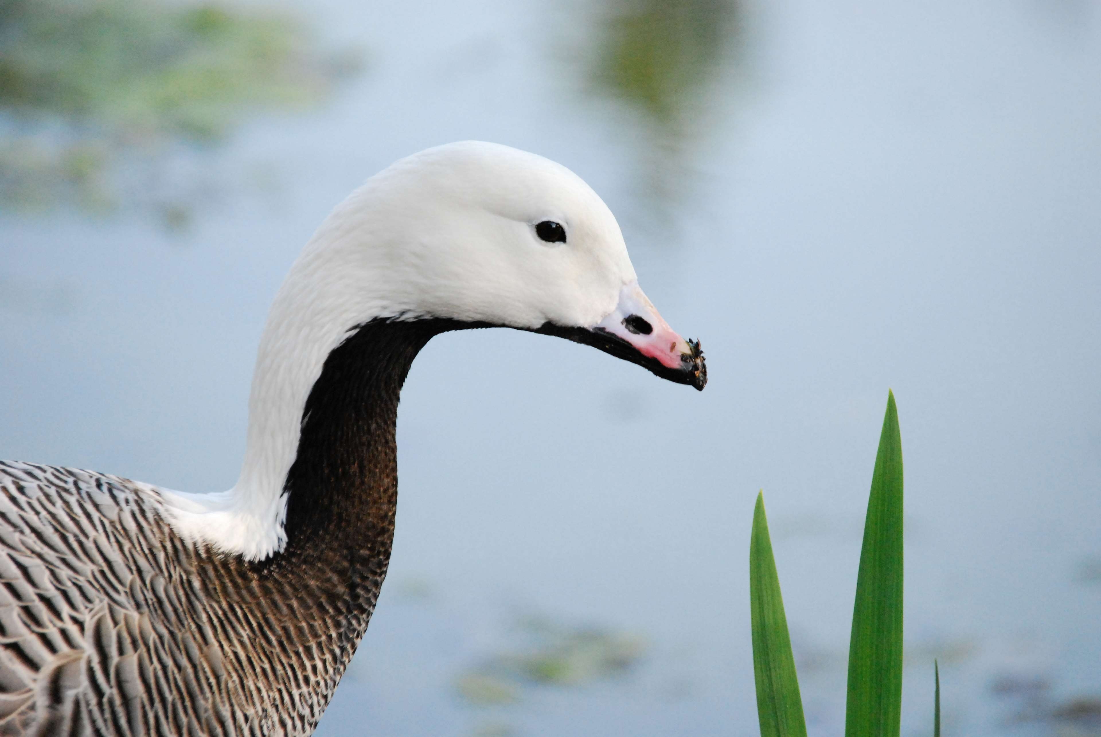 3840x2580 beak, duck, river 4k wallpaper, Desktop