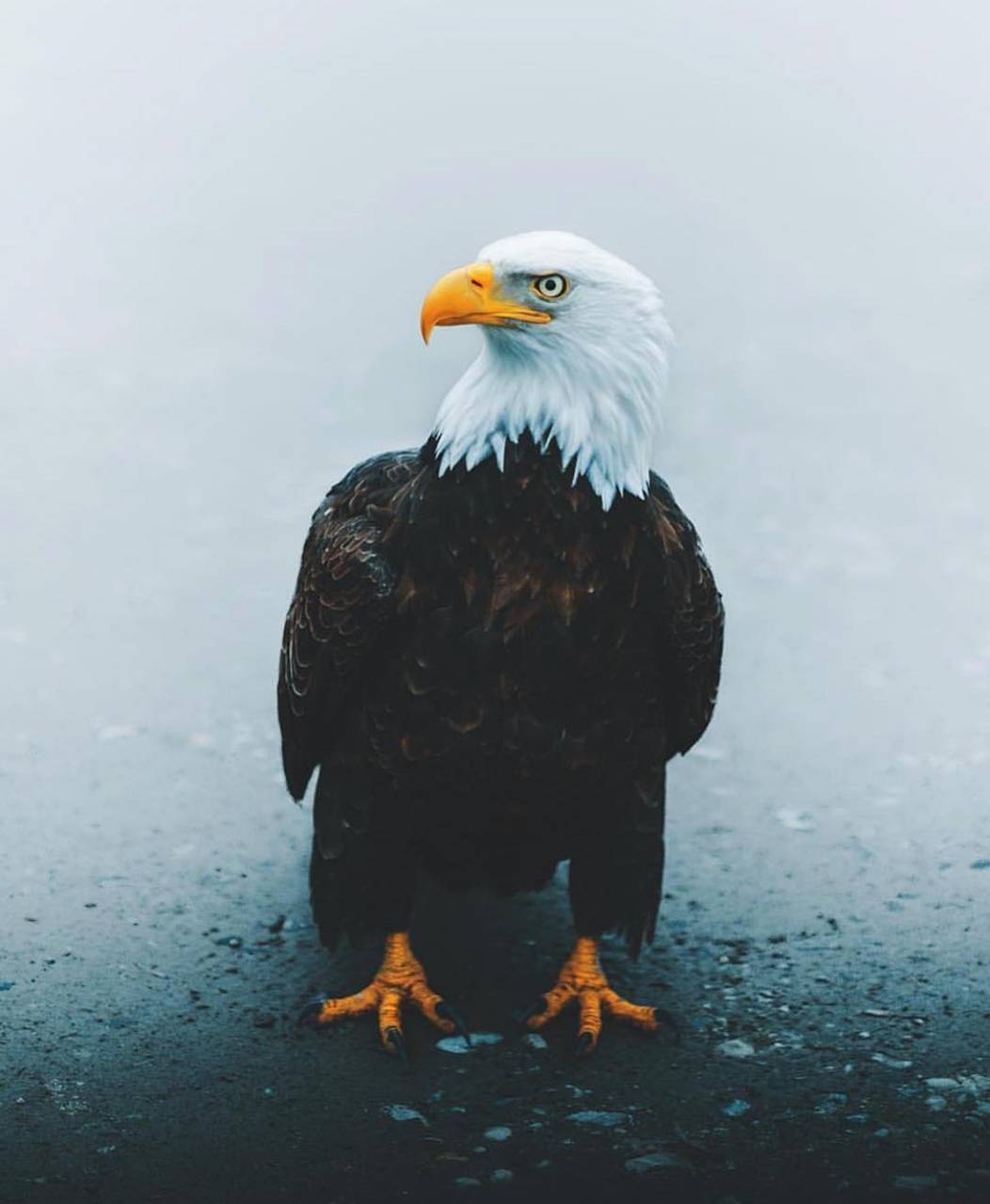 1060x1280 Eagle wallpaper, Phone