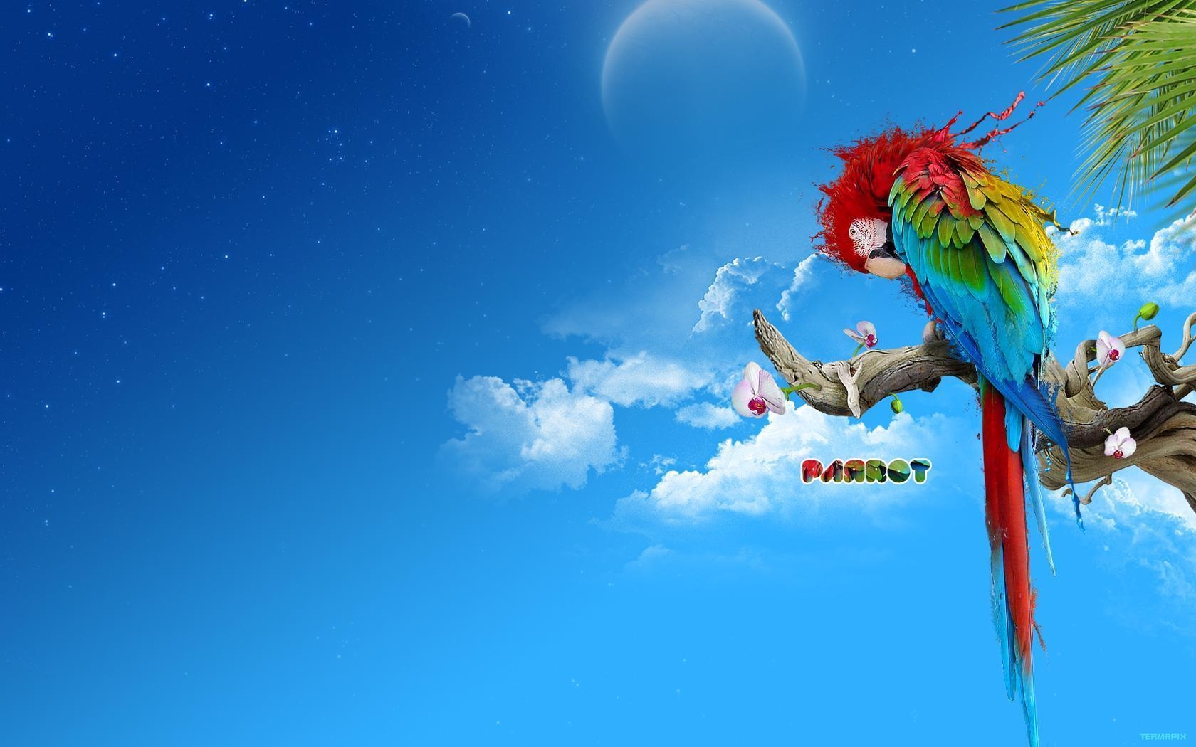 1680x1050 The Parrot Wallpaper, Desktop