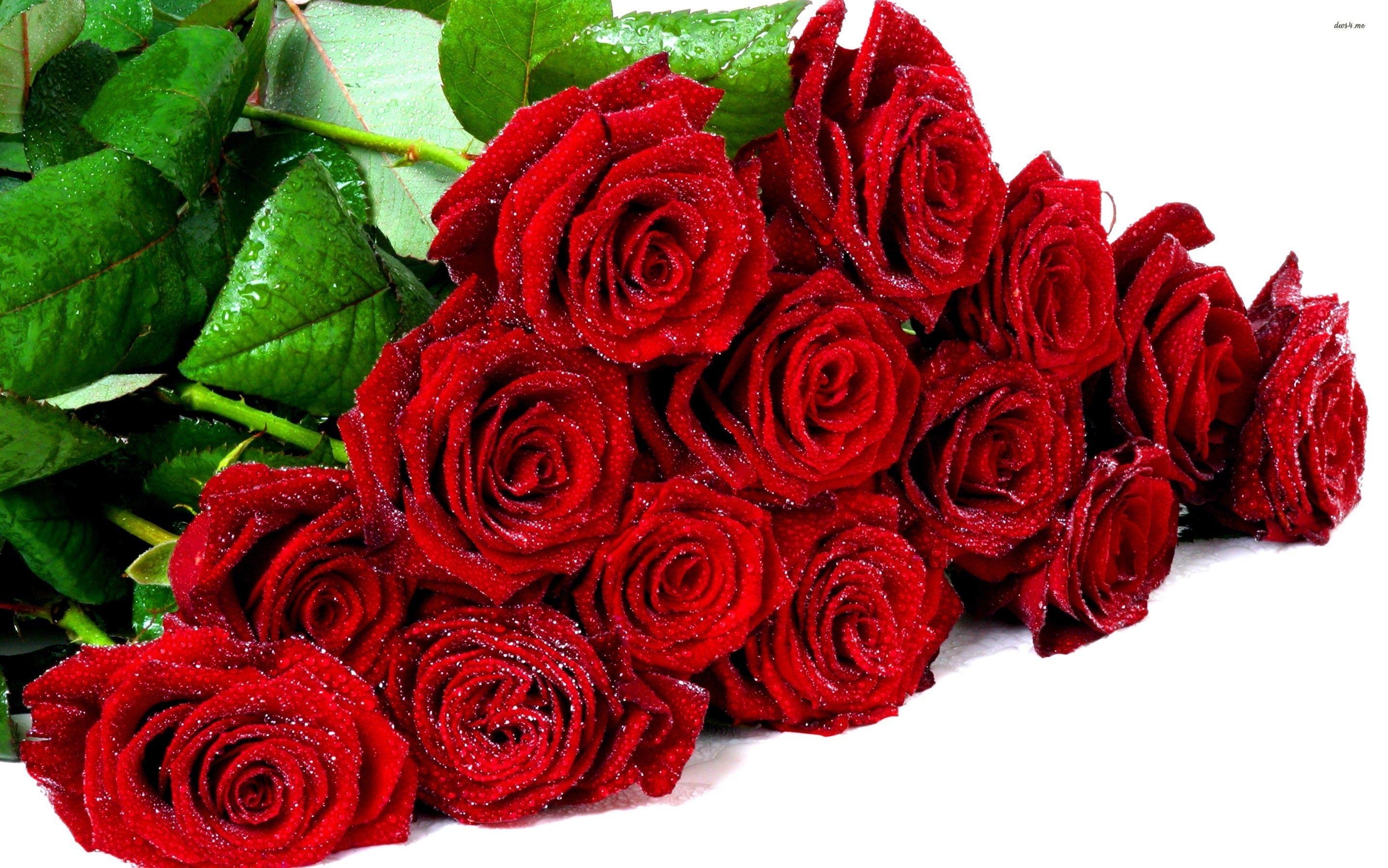 2880x1800 Free Rose Image, Download Free, Desktop