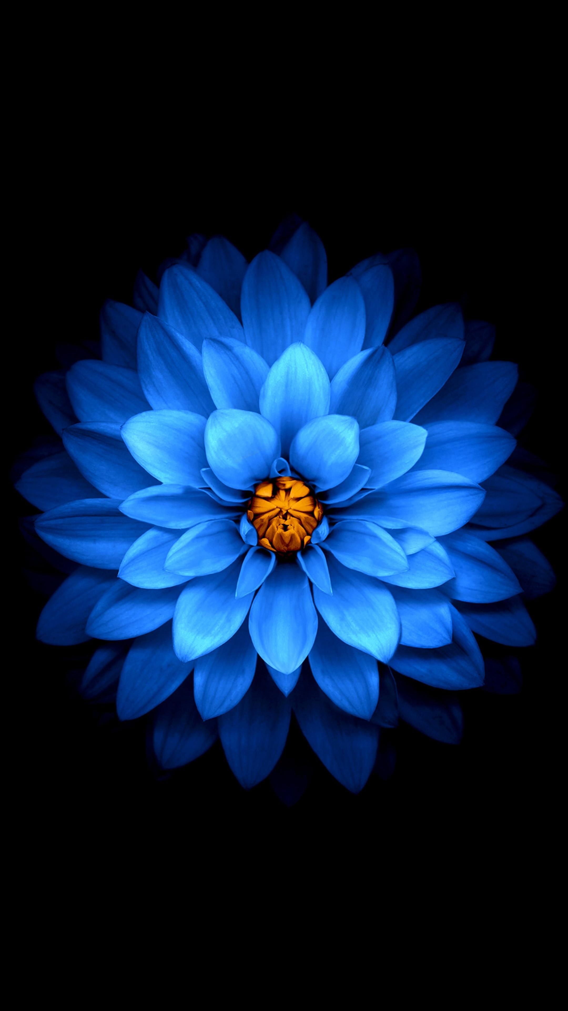 2160x3840 Best AMOLED Flowers image. Flowers, Flower wallpaper, Wallpaper, Phone