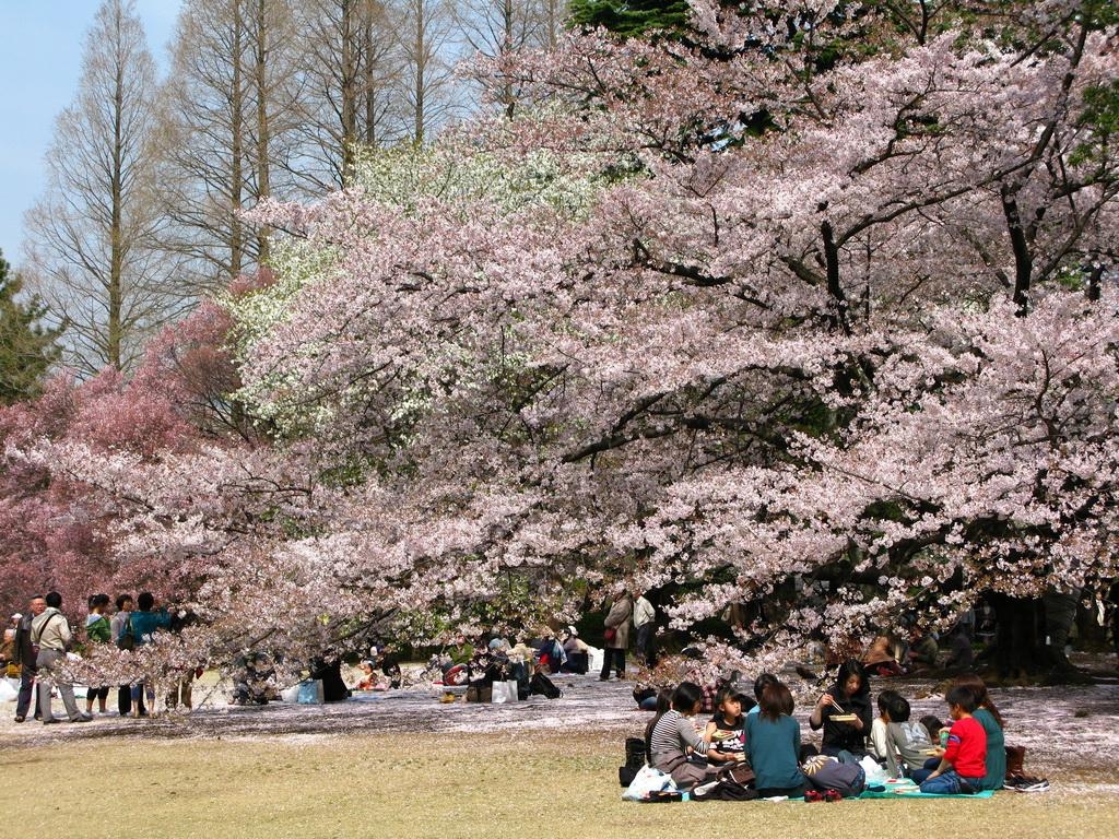 1030x770 Cherry Blossoms. Harry in Japan, Desktop