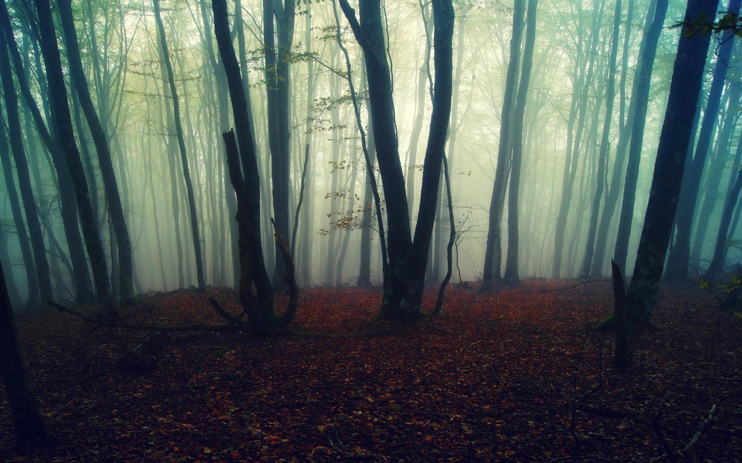 2560x1600 Foggy Forest Wallpaper HD Resolution #lJA. Earth, Desktop