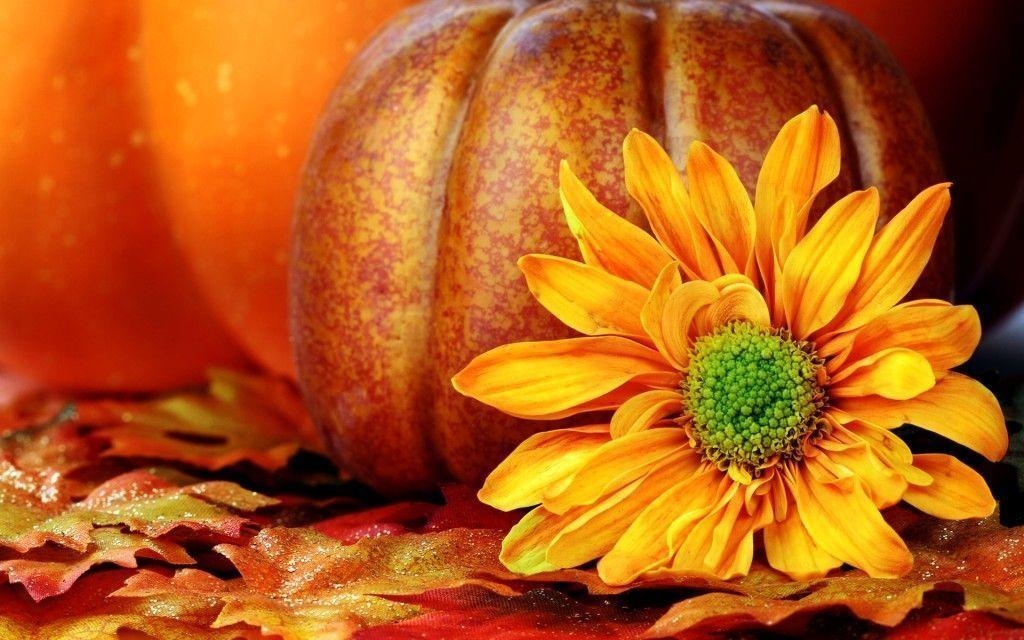 1030x640 Pumpkin Wallpaper Background, wallpaper, Pumpkin Wallpaper, Desktop