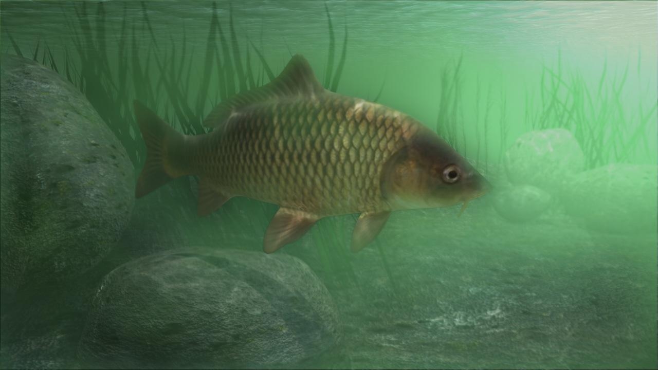 1280x720 Carp Wallpaper Carp Wallpaper, Desktop