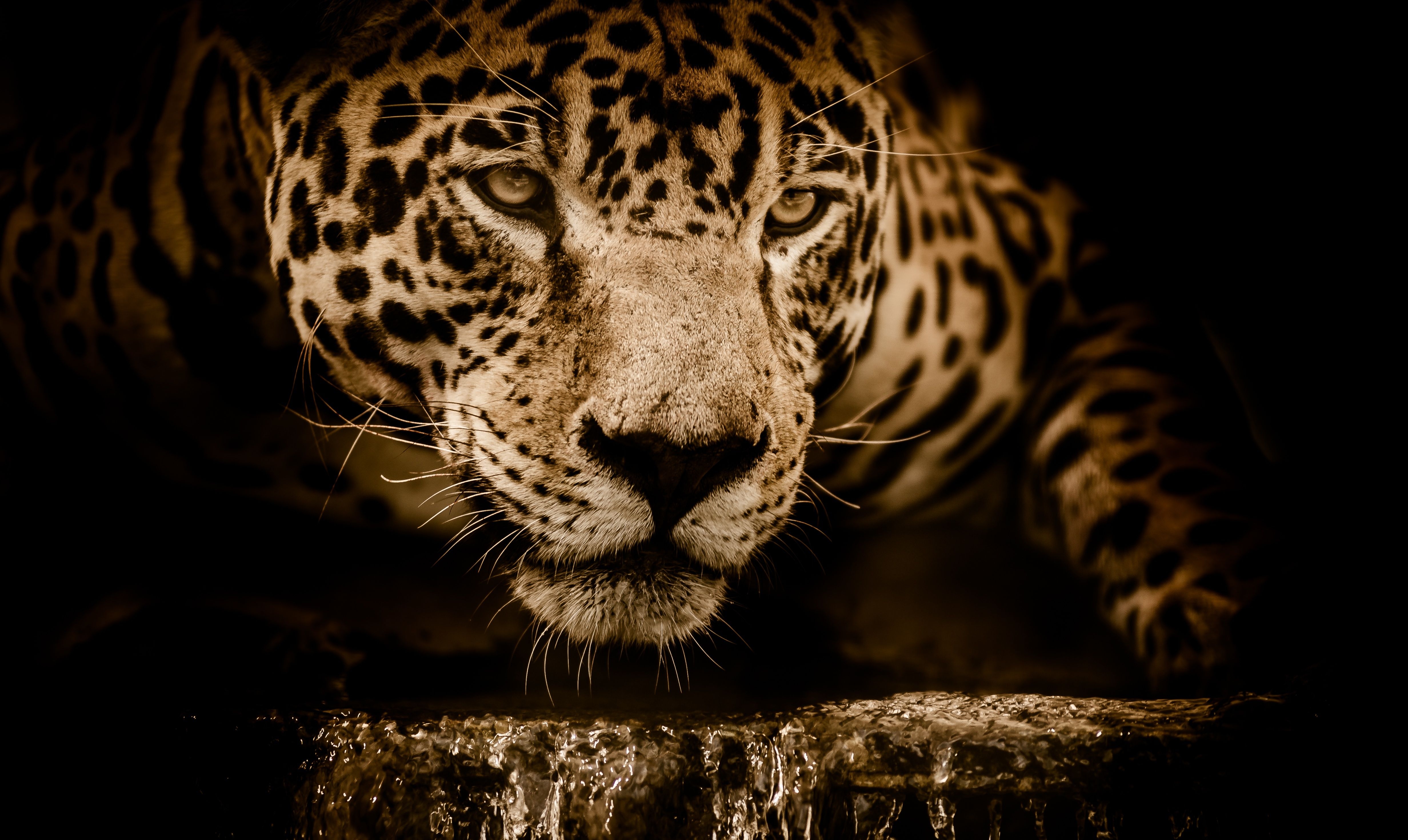 4930x2950 Jaguar 4K Wallpaper, Wildcat, Black background, Wild animal, Carnivore, 5K, Animals, Desktop