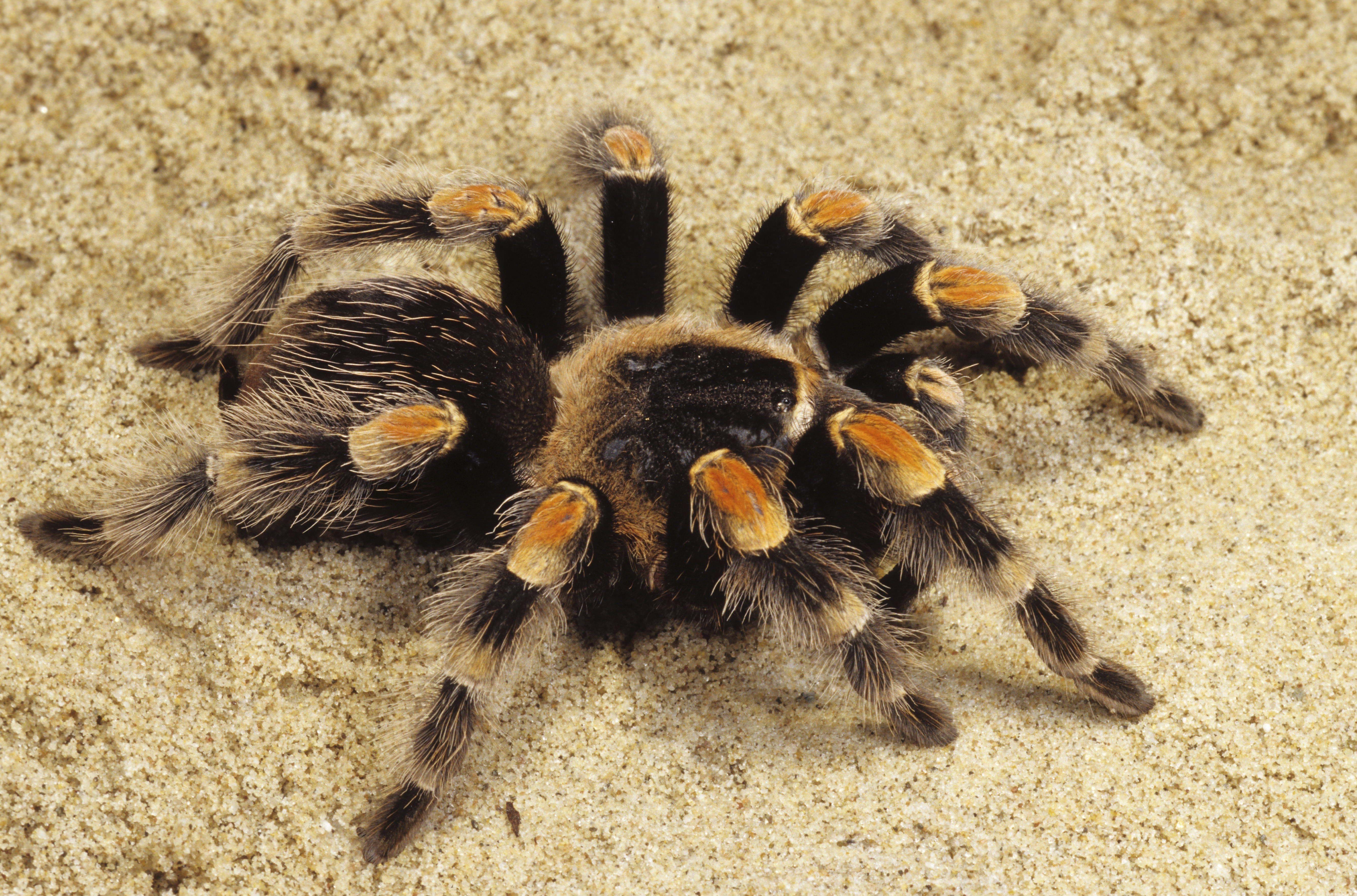 5340x3530 Download Wallpaper Spider, Tarantula, Sand HD Background, Desktop