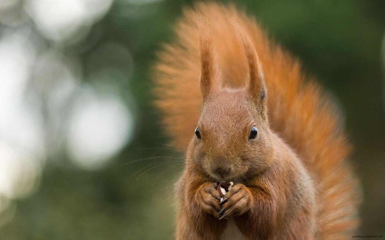 1280x800 Cute Brown Squirrel Wallpaper Wallpaper Inn, Desktop