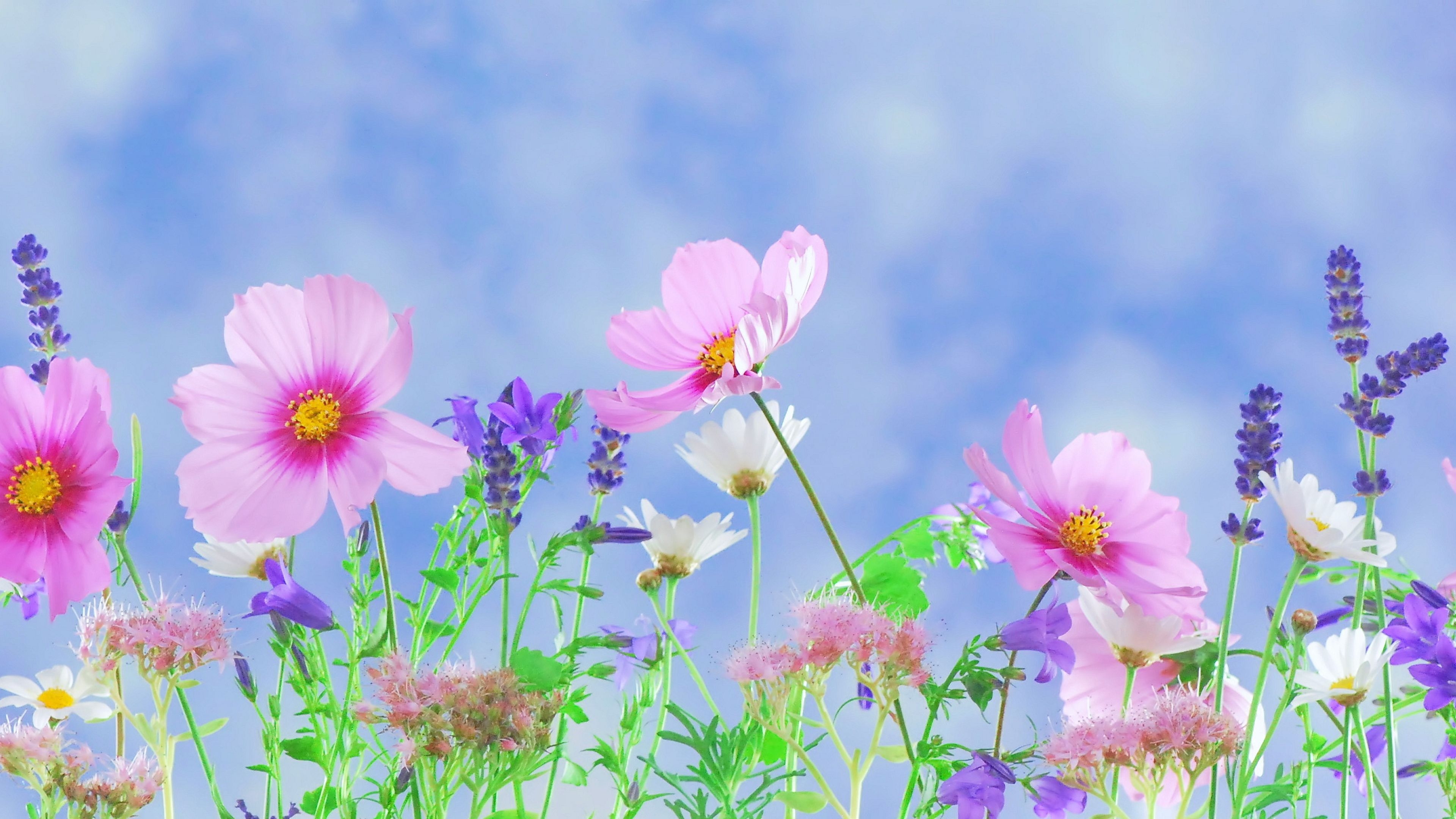 3840x2160 Wild Flowers Chromebook Wallpaper, Desktop