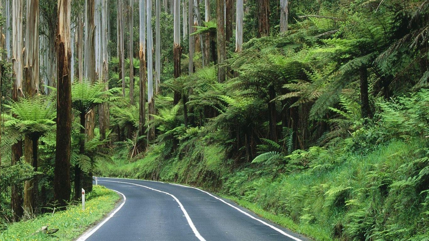 1370x770 Australia Yarra Ranges National Park road through, Desktop