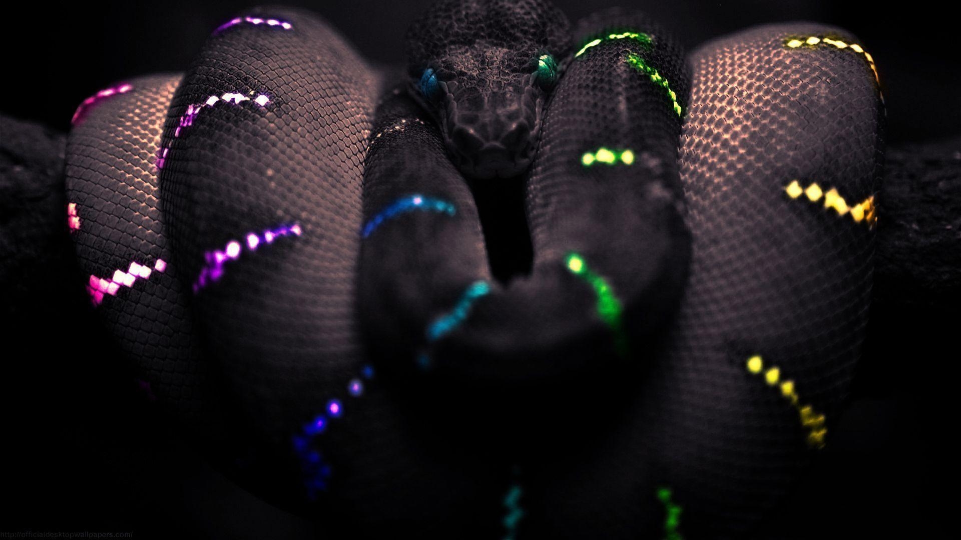 1920x1080 Best Snake Wallpaper 09. hdwallpaper, Desktop