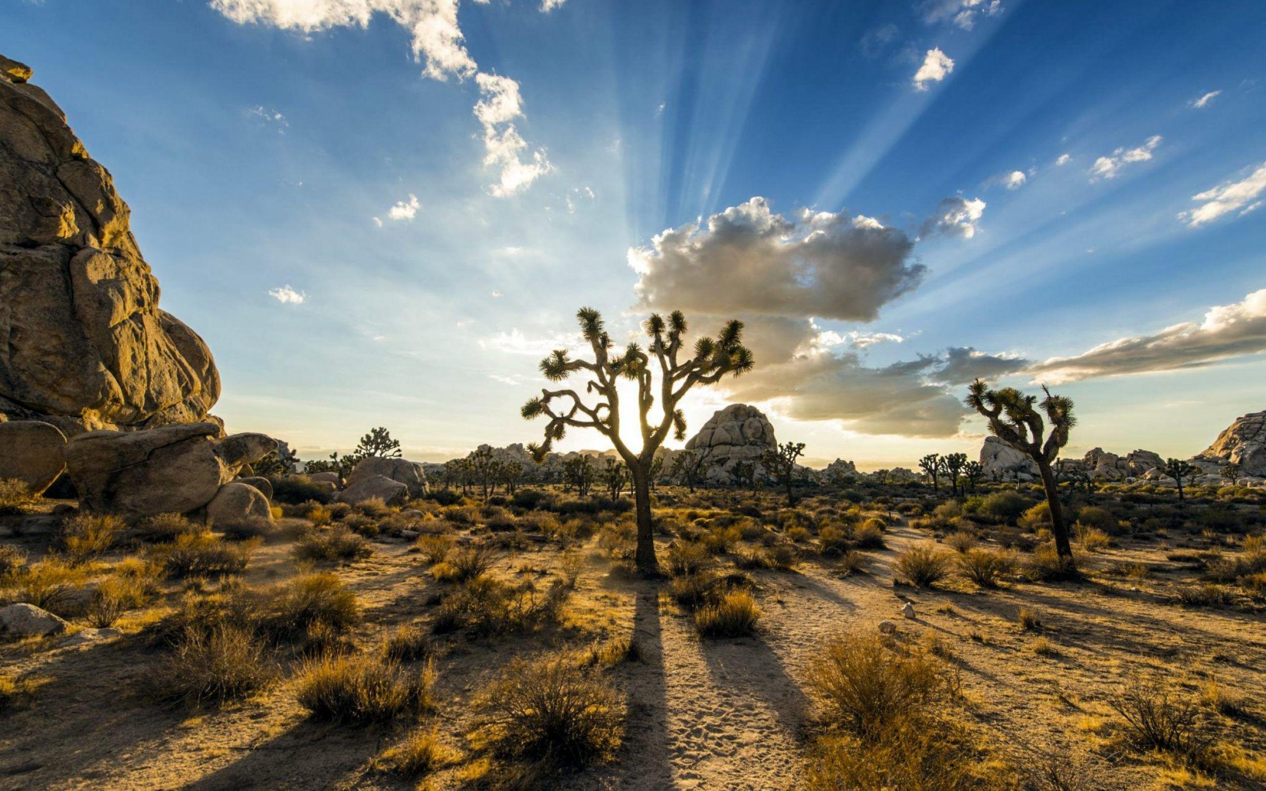 2560x1600 Desktop The Joshua Tree National Park Photography On HD Photo, Desktop