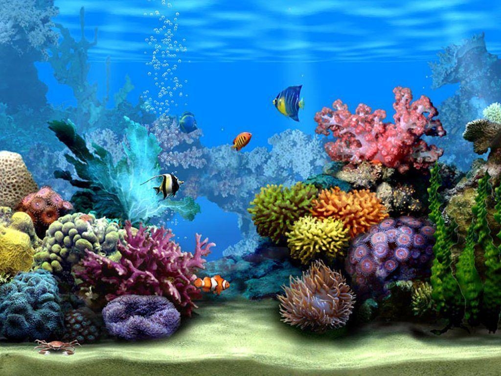 1030x770 Sea Life Wallpaper Background 31398 HD Picture. Top Background Free, Desktop