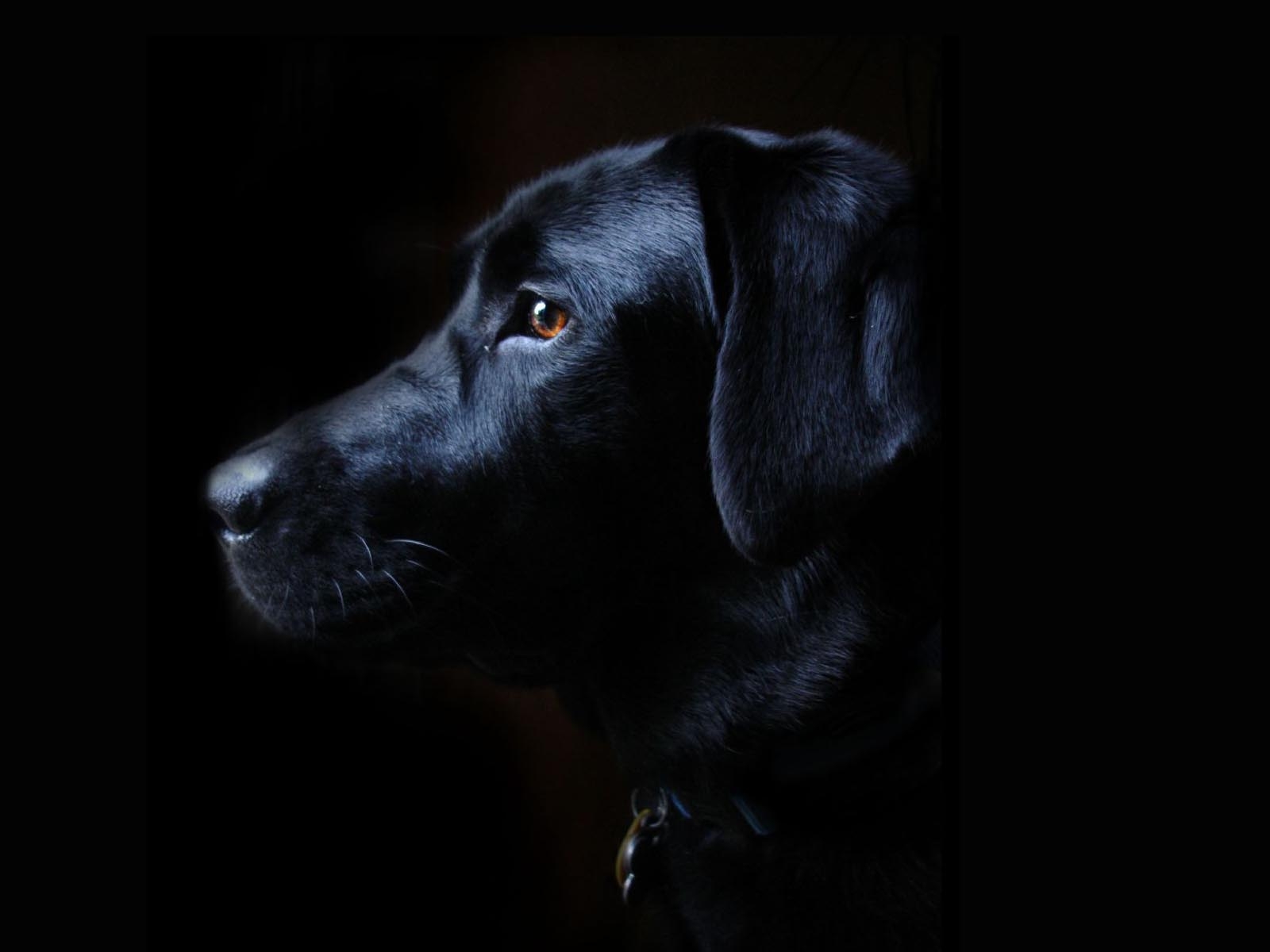 1600x1200 Labrador Retriever Black Dog Free Wallpaper, Desktop