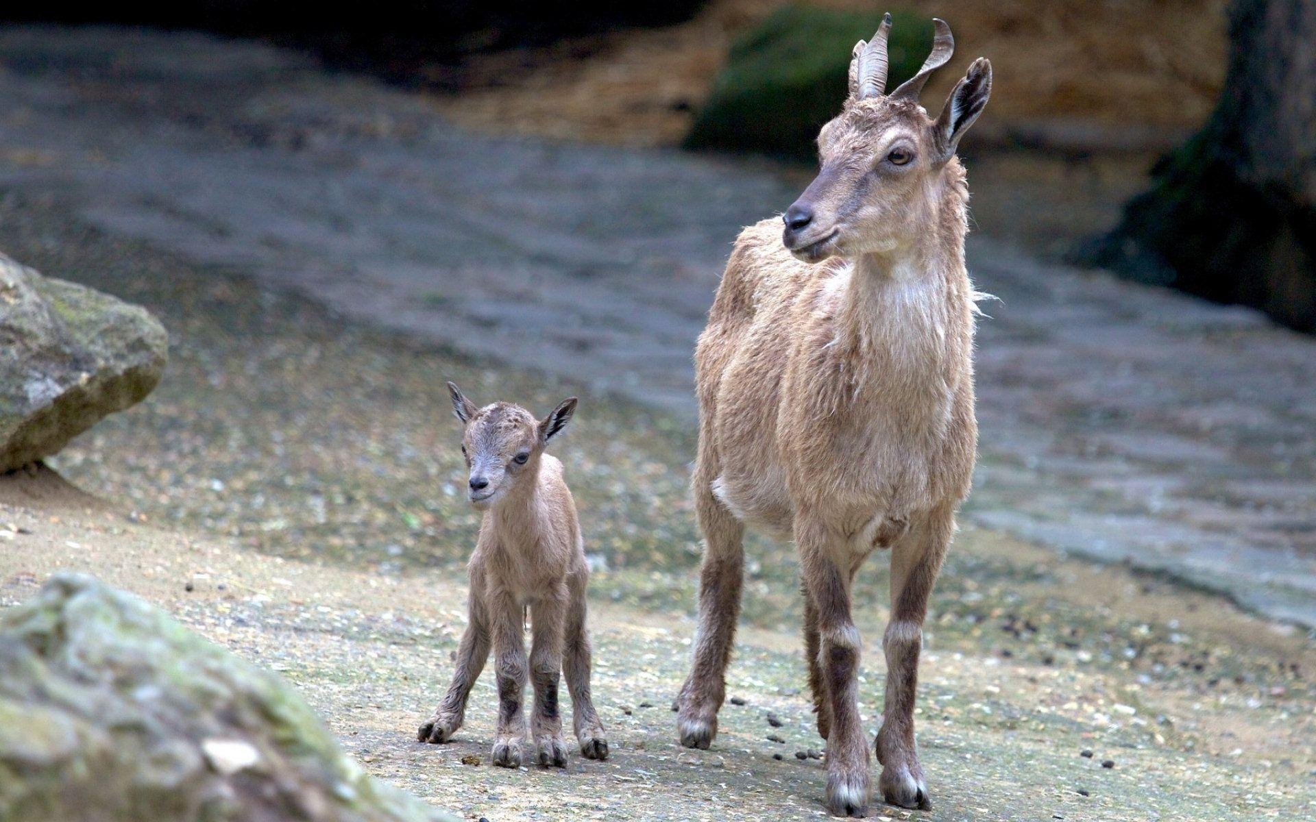 1920x1200 Cute Goats Wallpaper, Picture, Image, Desktop